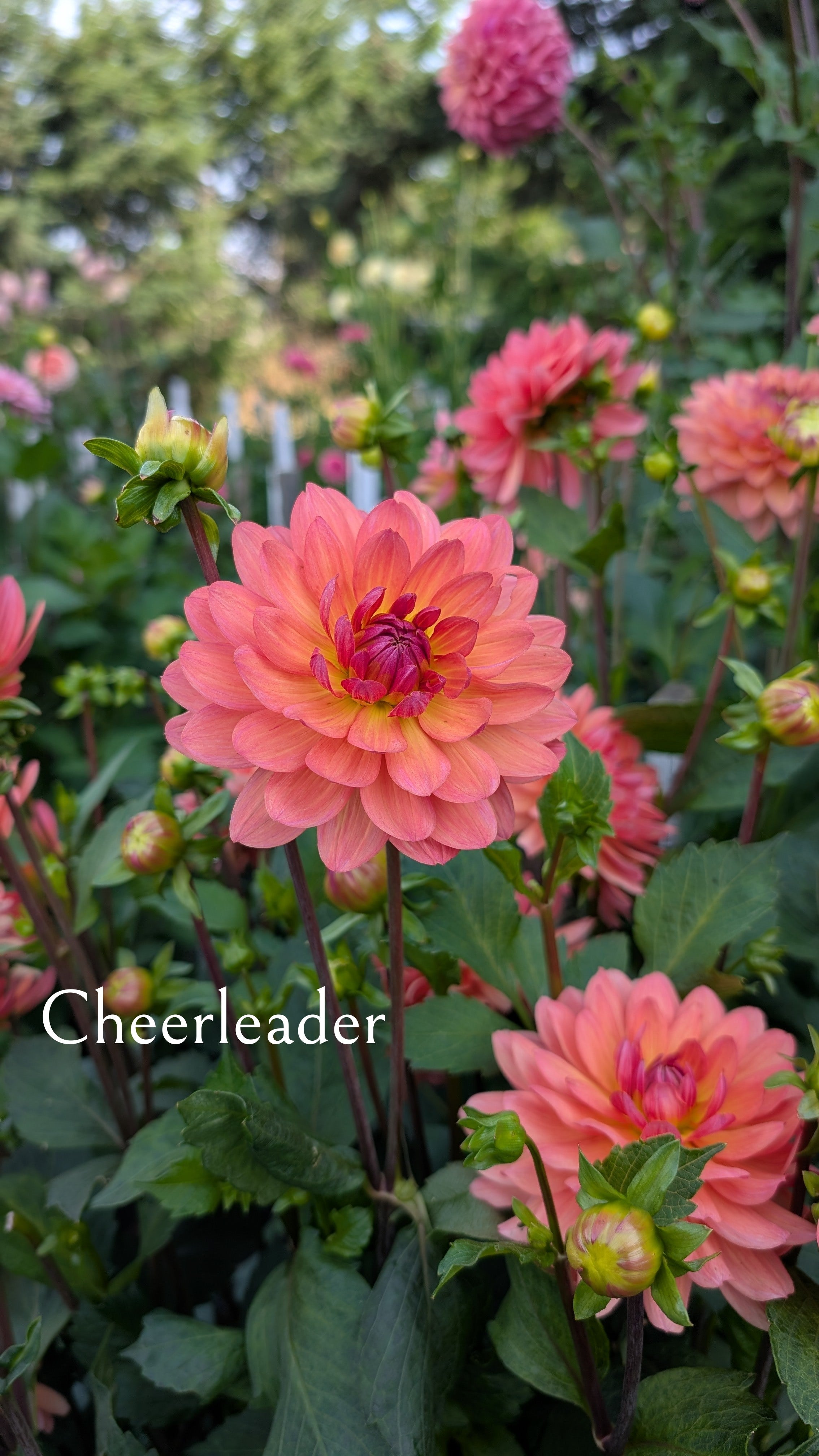 Cheerleader