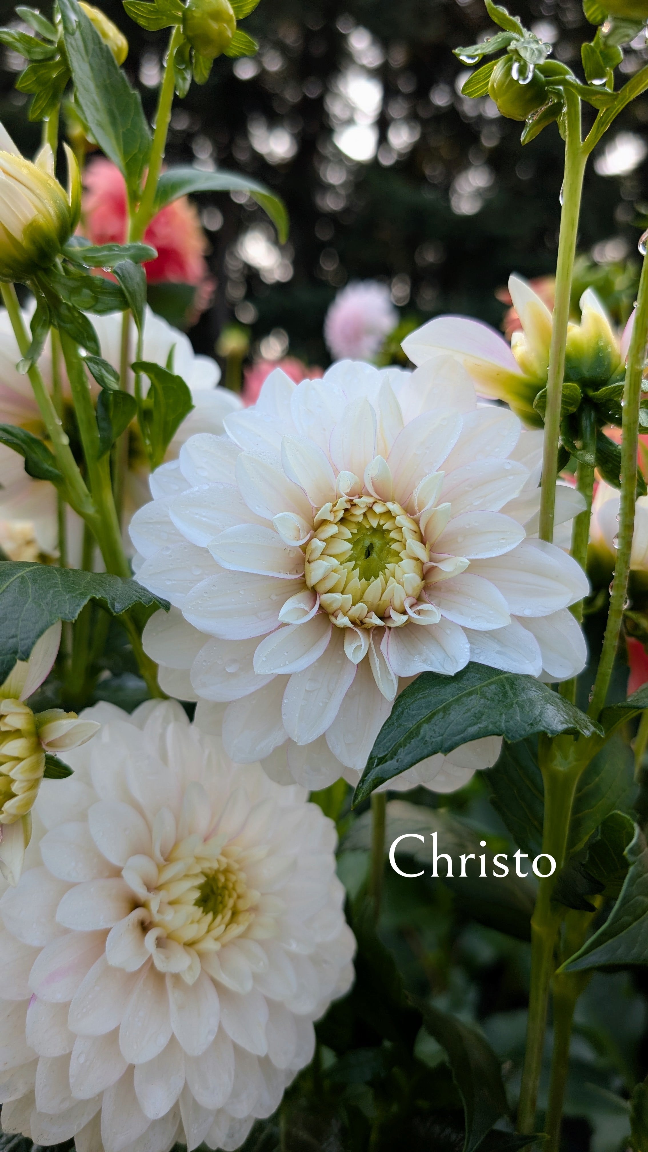 Christo