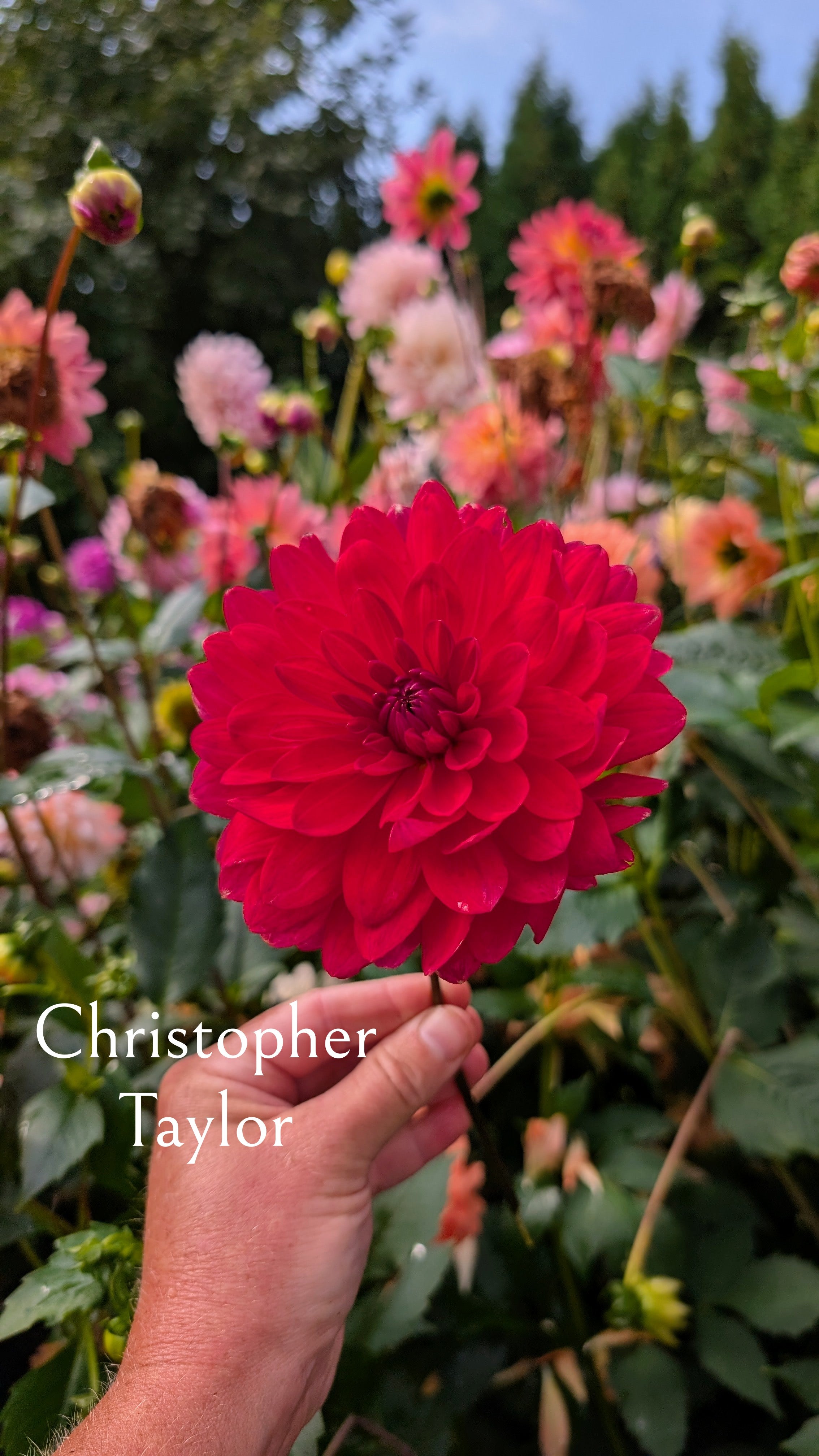 Christopher Taylor