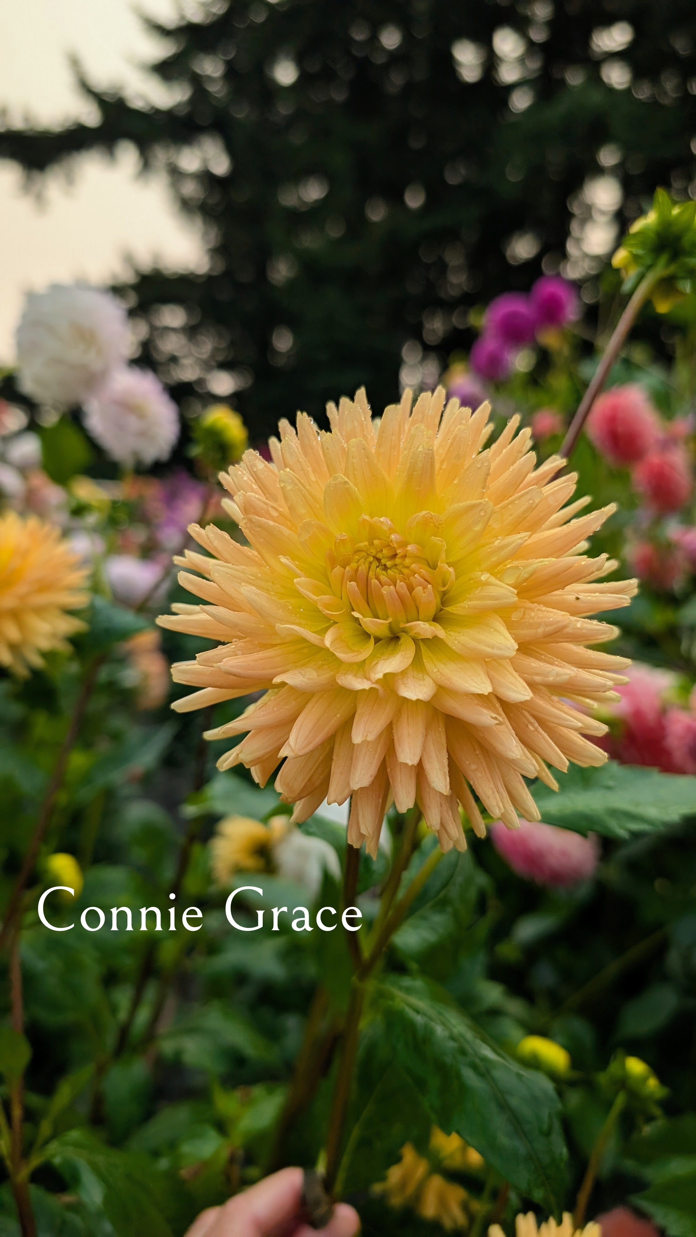 Connie Grace