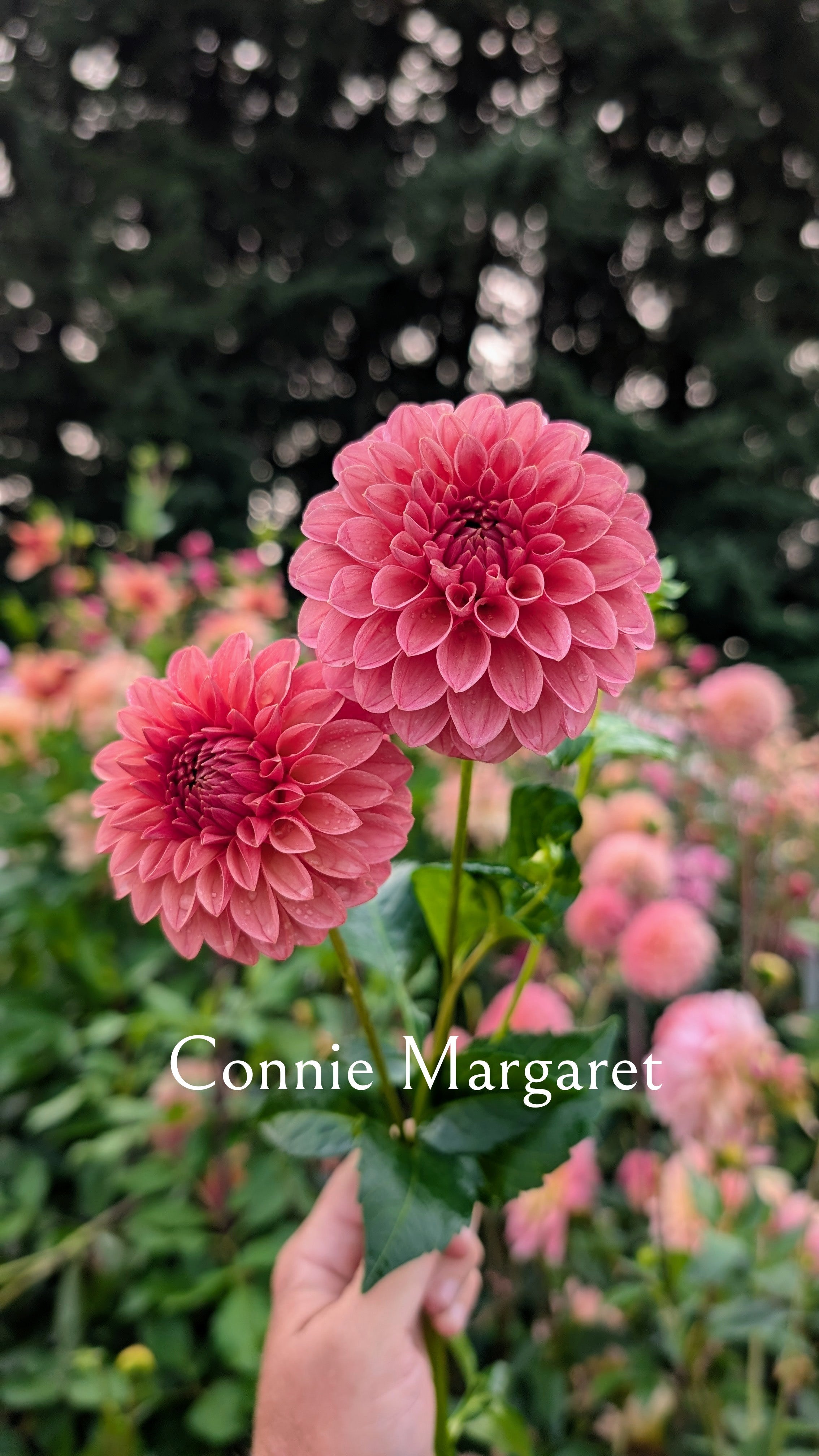 Connie Margaret
