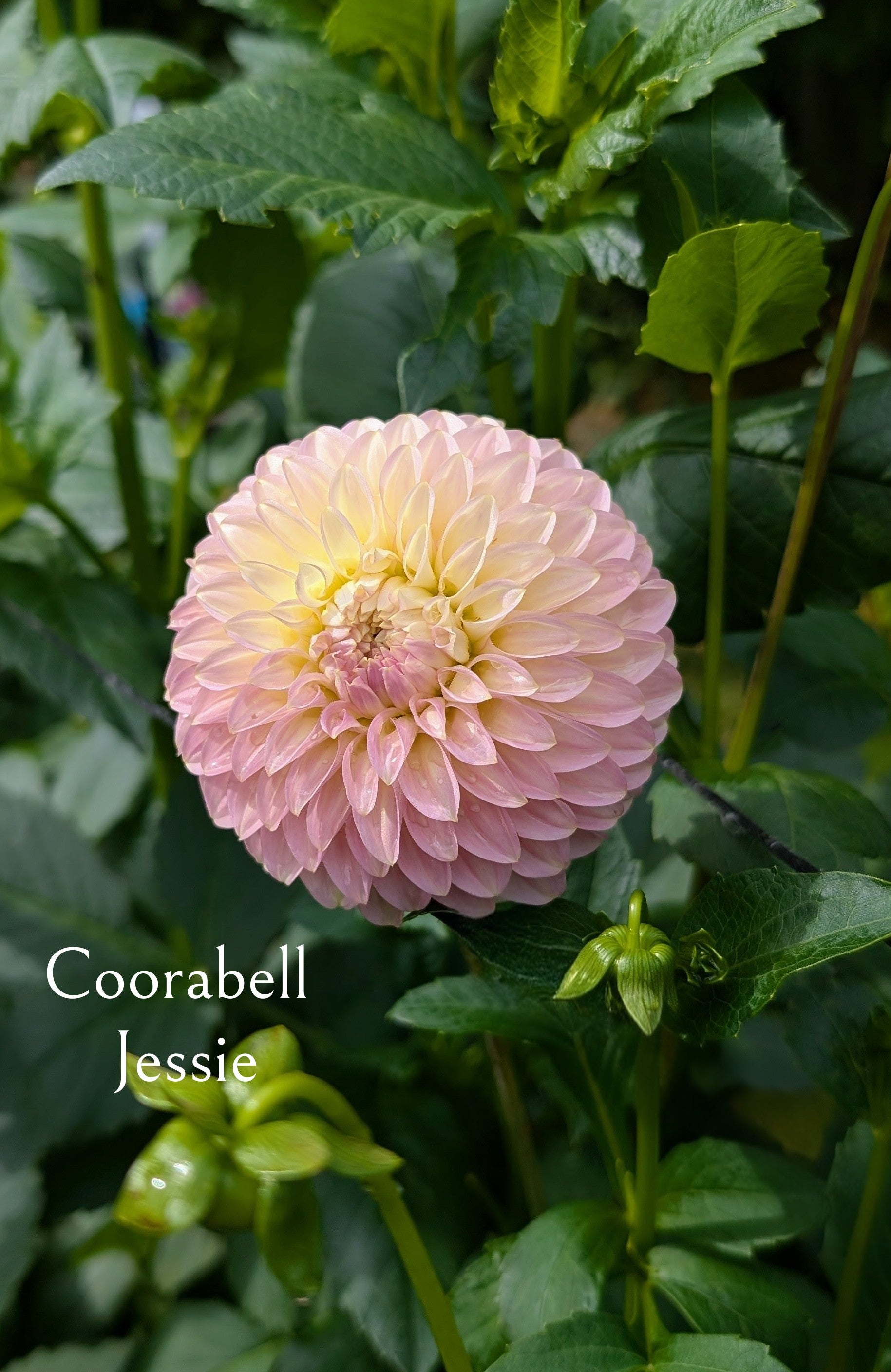 Coorabell Jessie