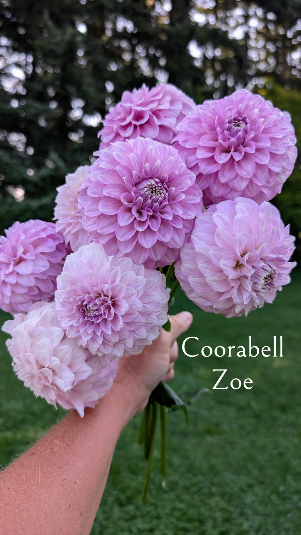 Coorabell Zoe