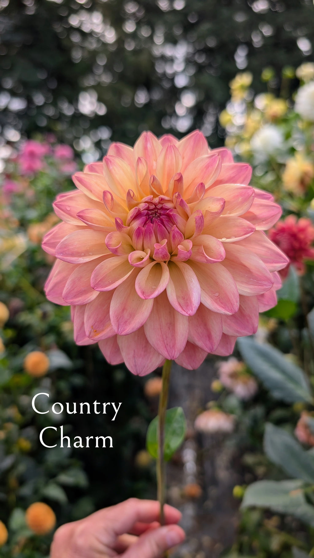 Country Charm