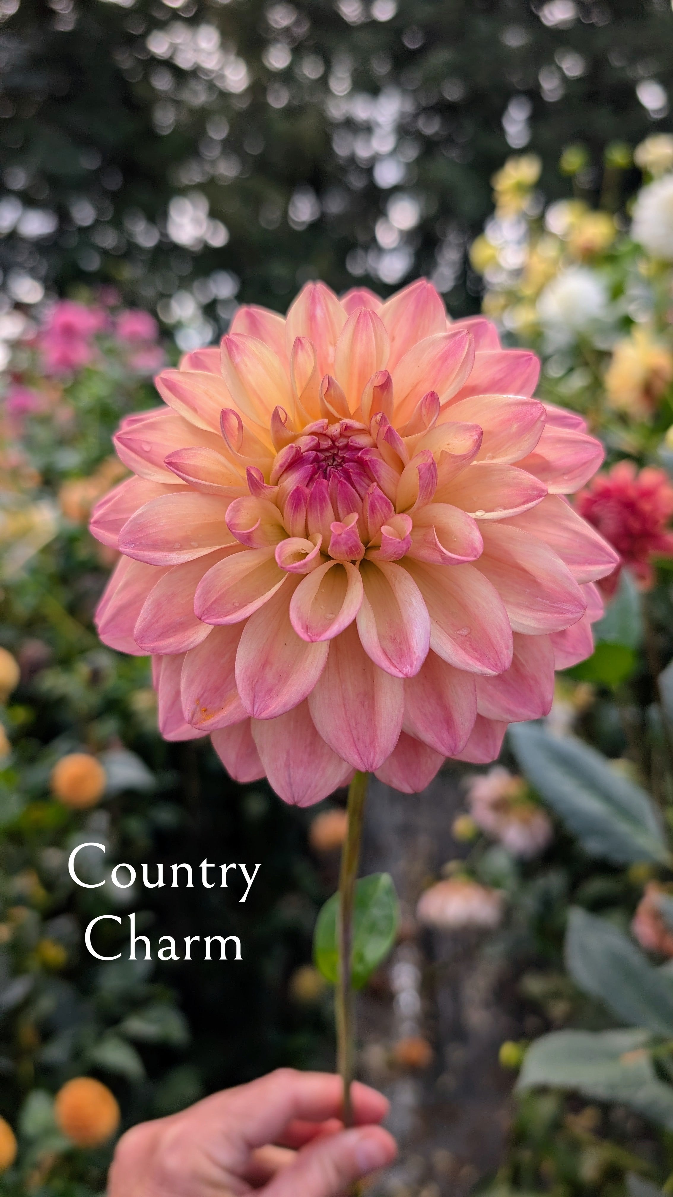 Country Charm