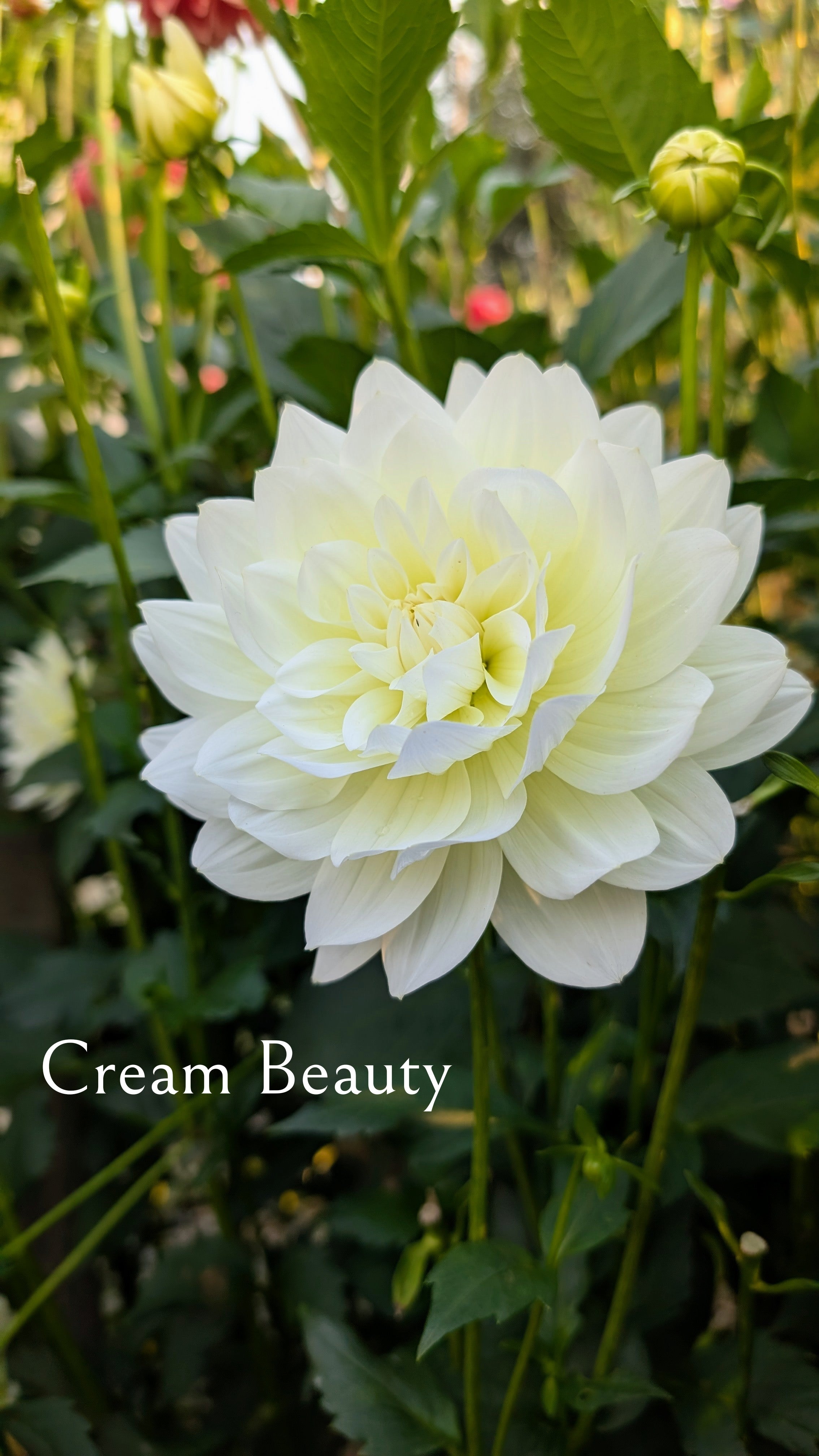Cream Beauty
