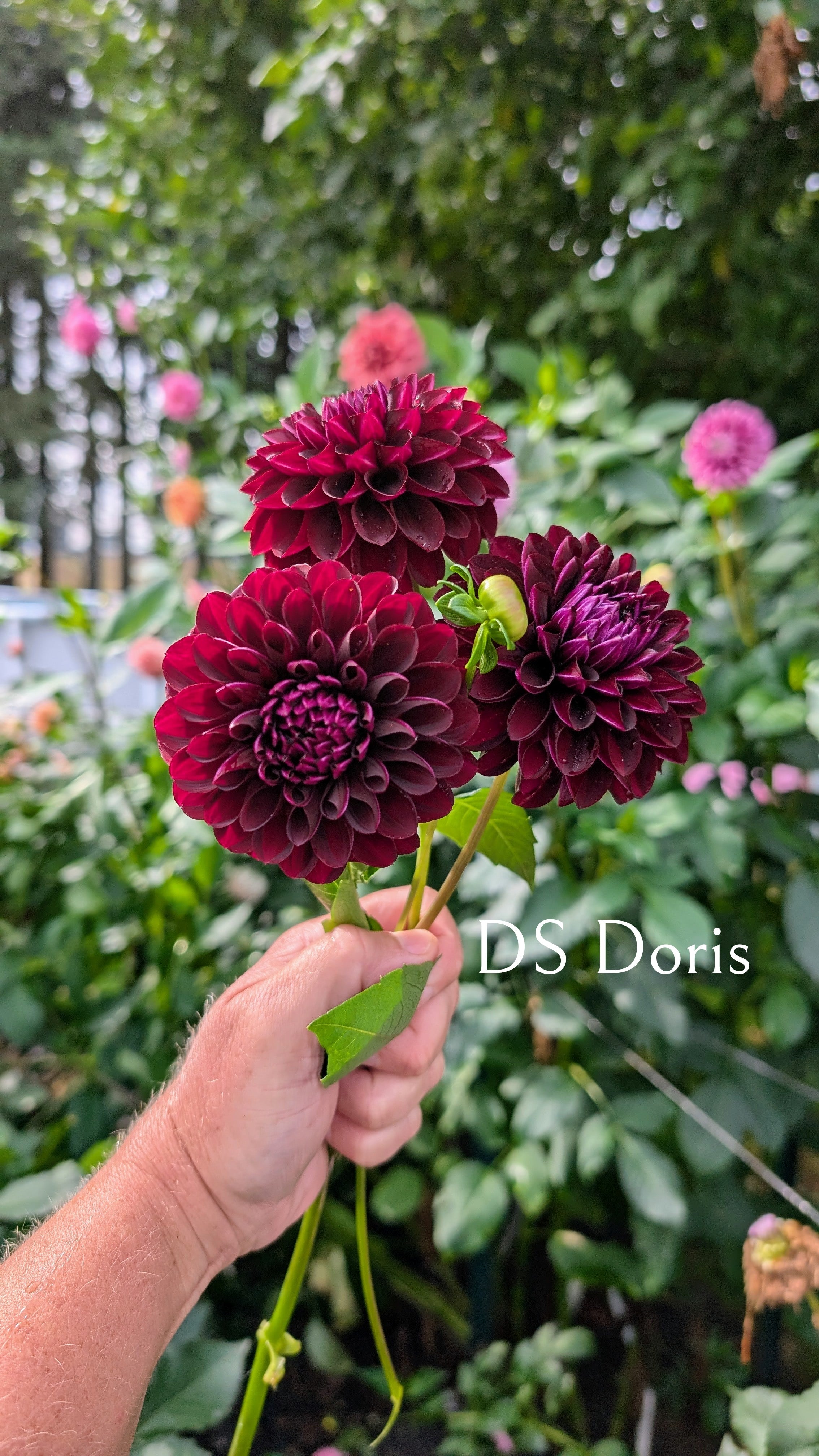 DS Doris