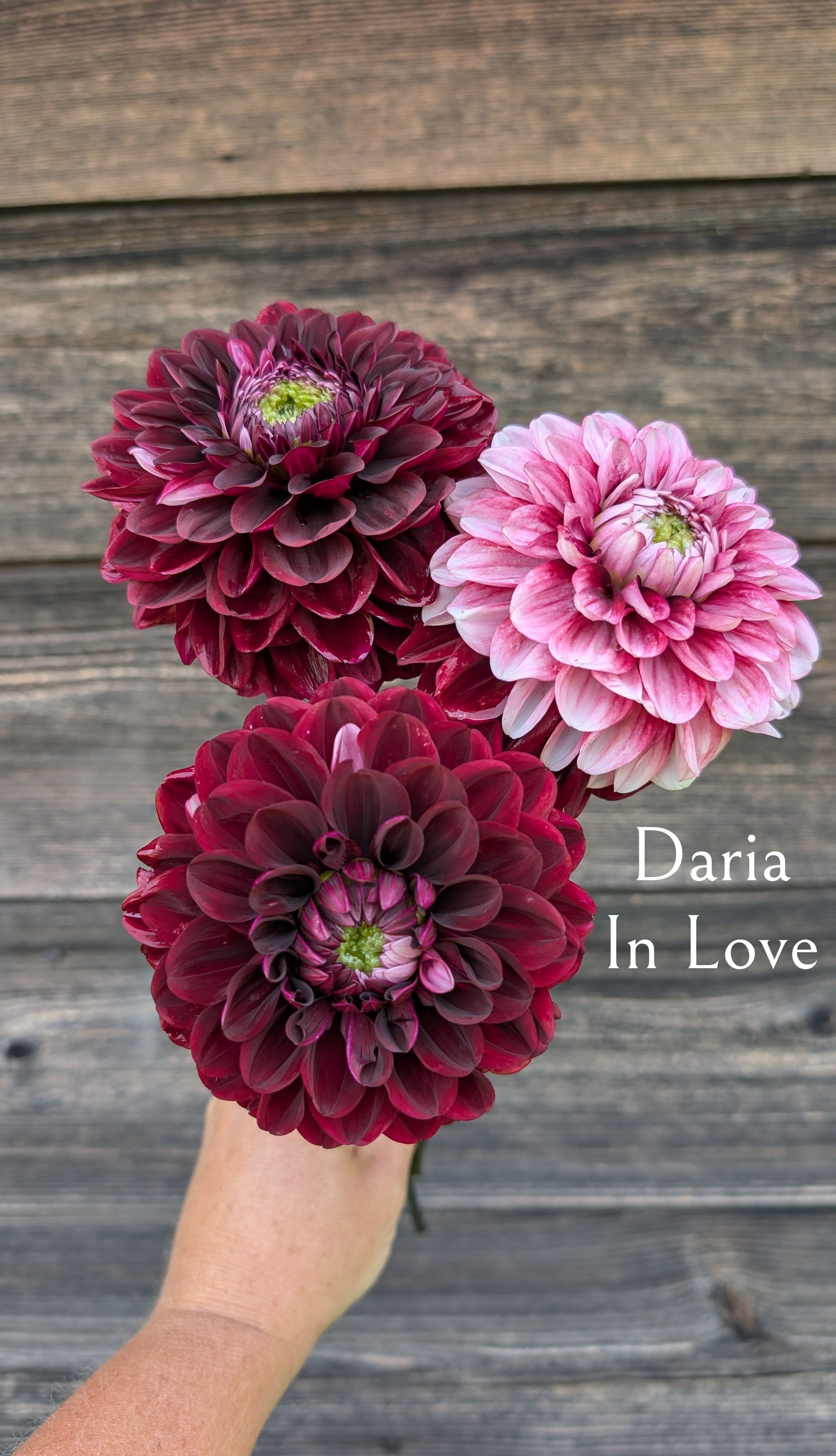 Daria In Love