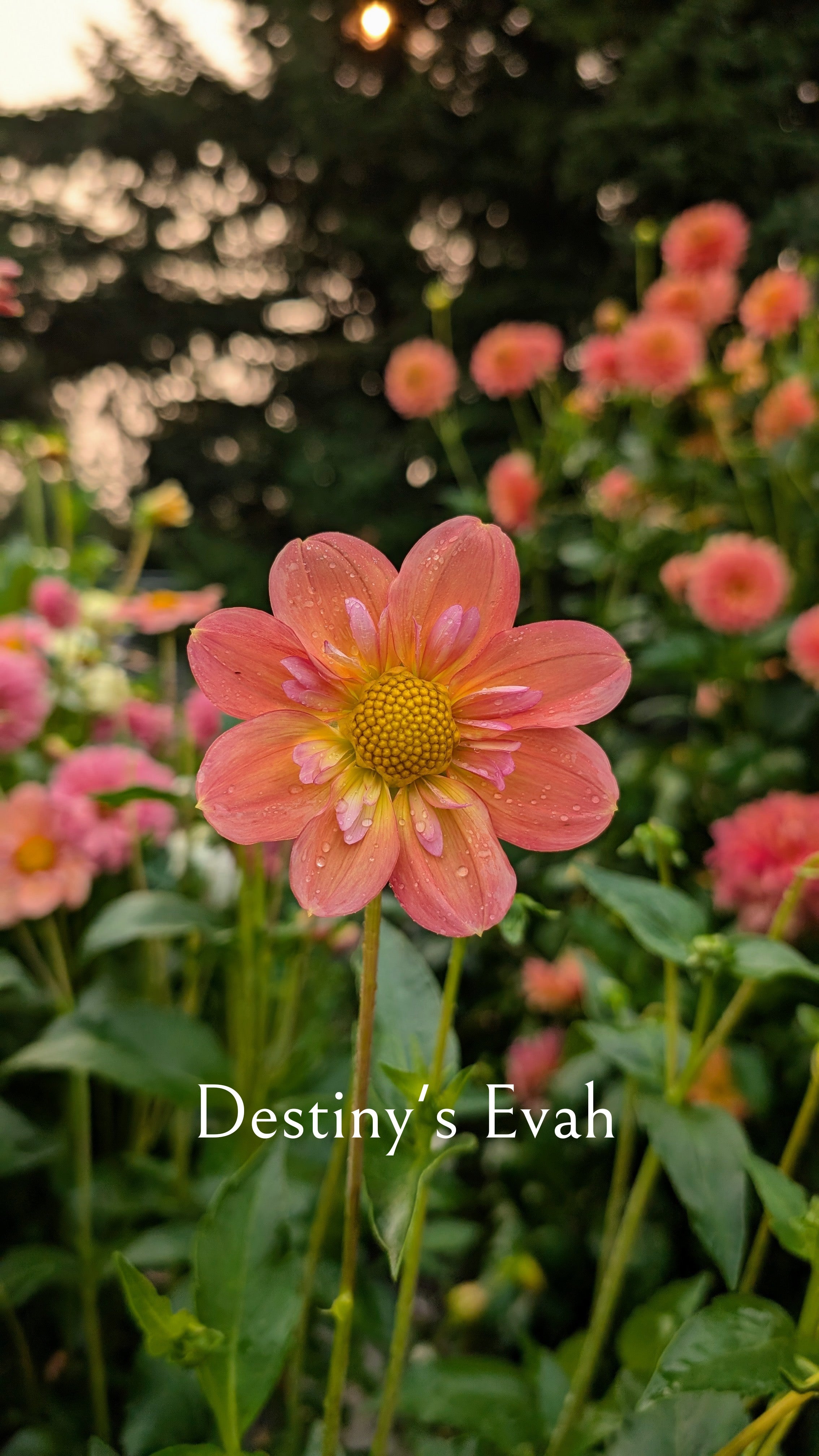 Destiny's Evah