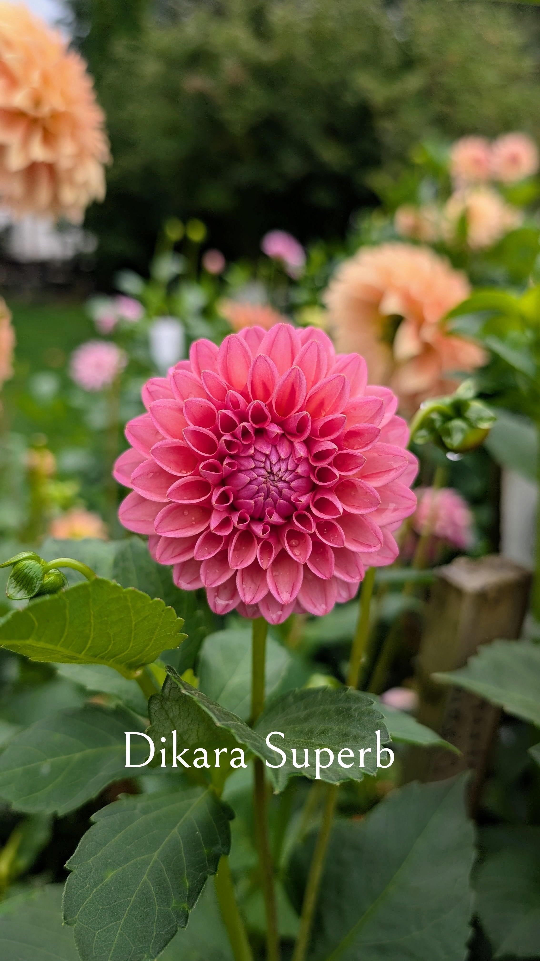 Dikara Superb