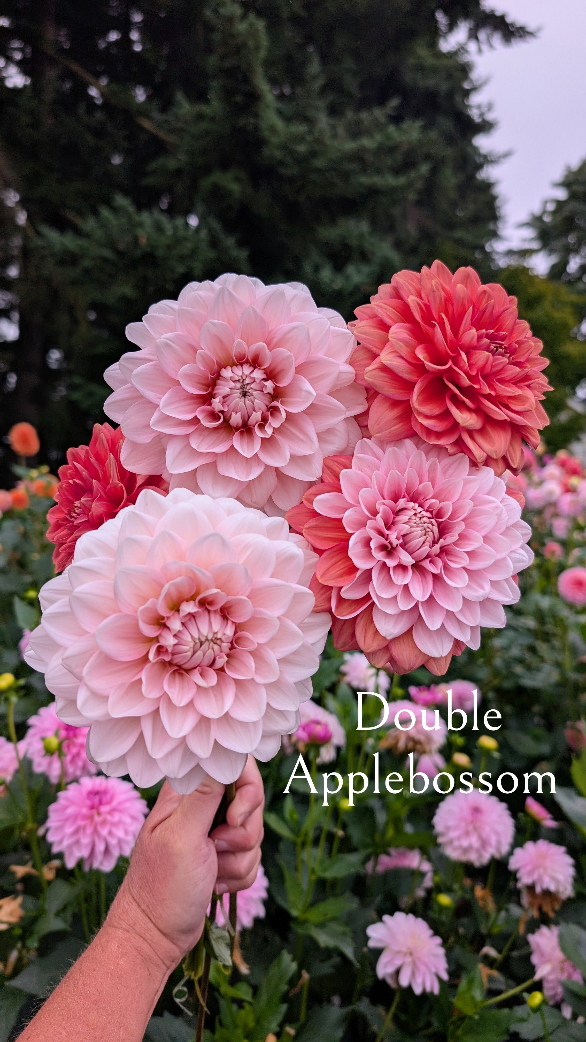 Double Apple Blossom