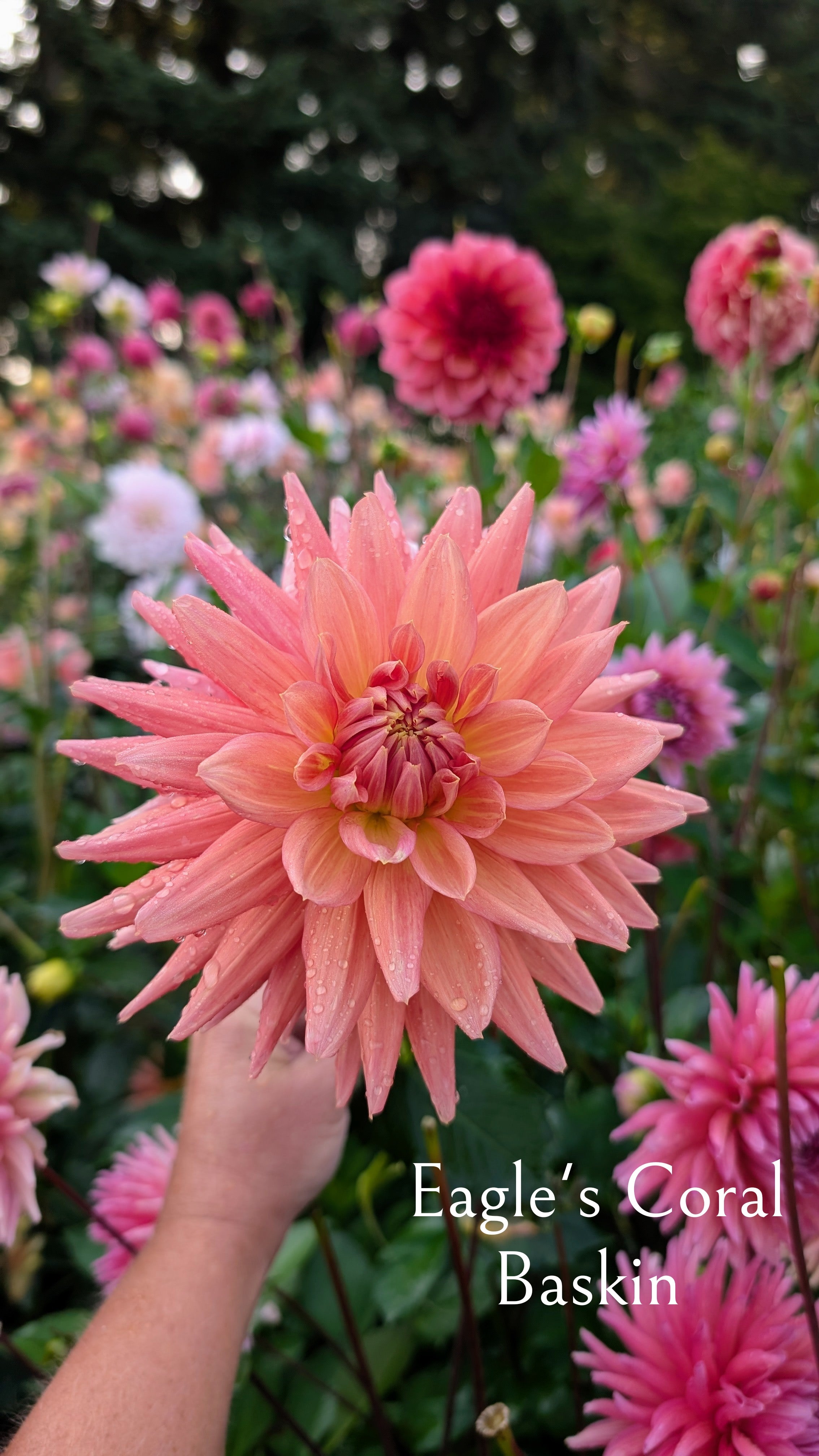 Eagle's Coral Baskin