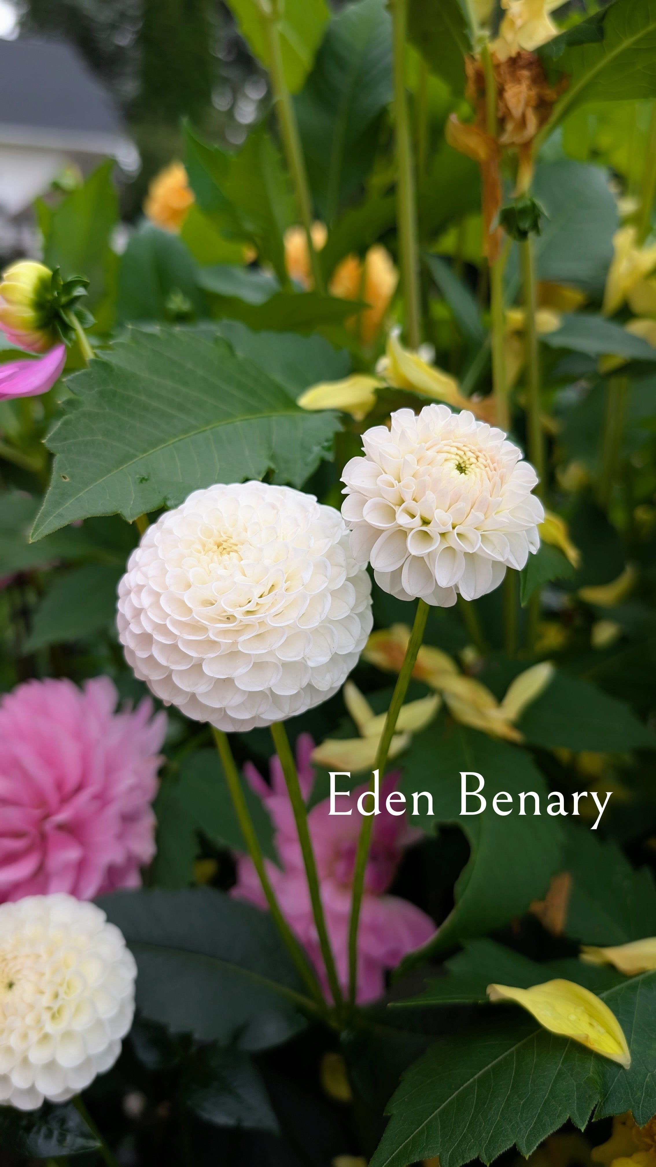 Eden Benary