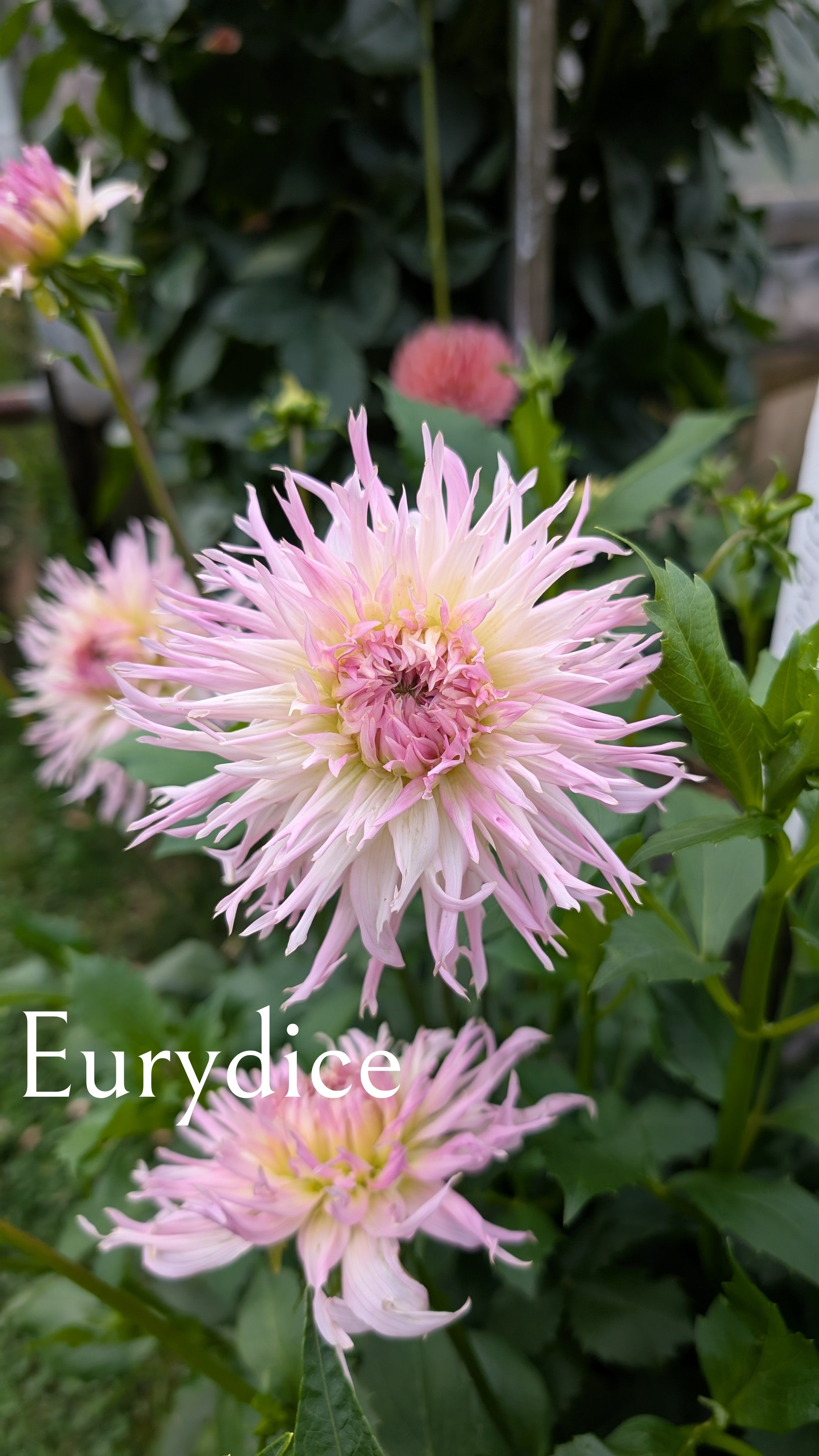 Eurydice
