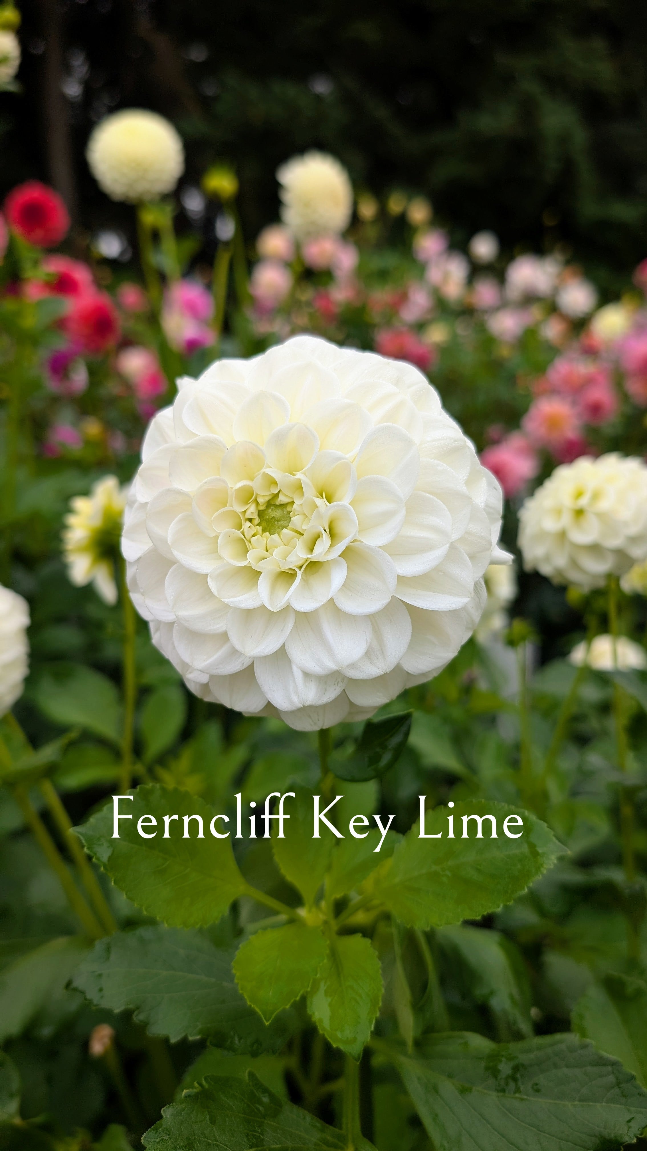 Ferncliff Key Lime