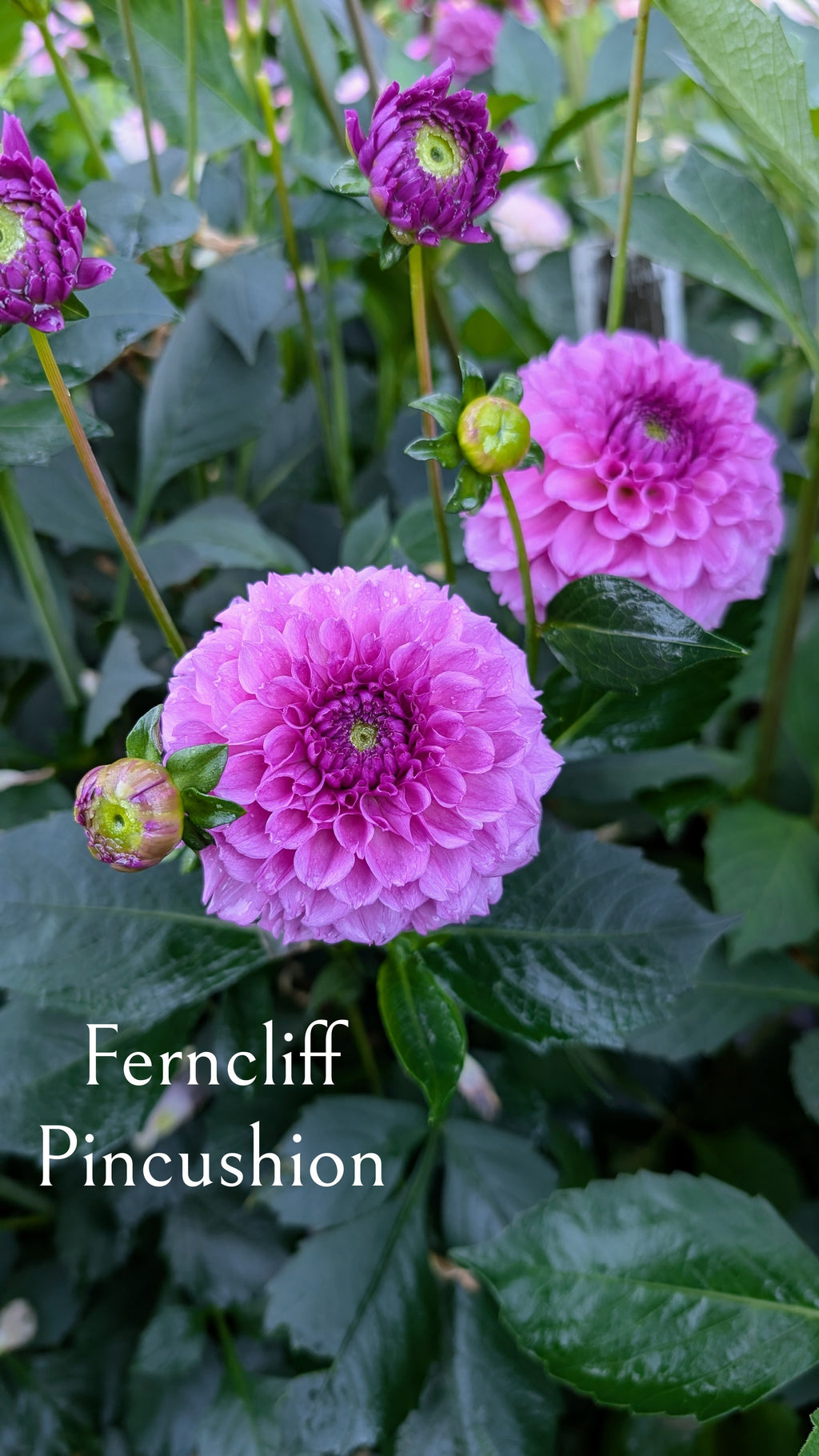 Ferncliff Pincushion