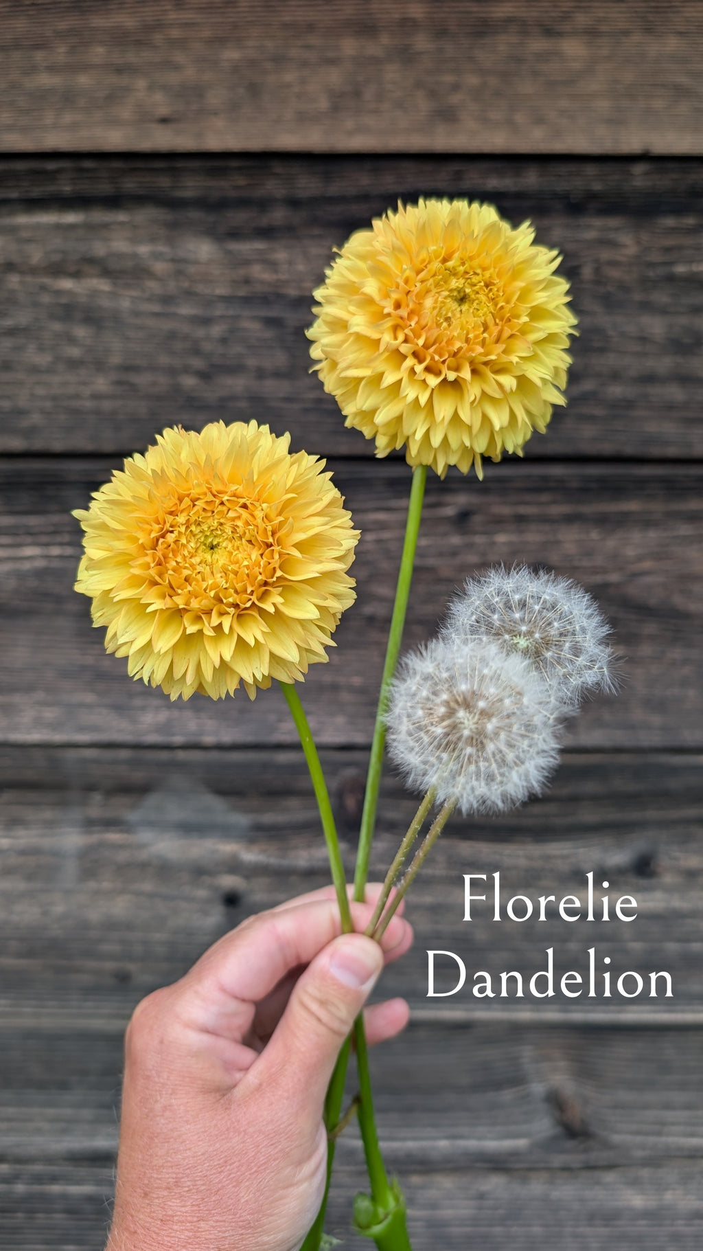 Florelie Dandelion