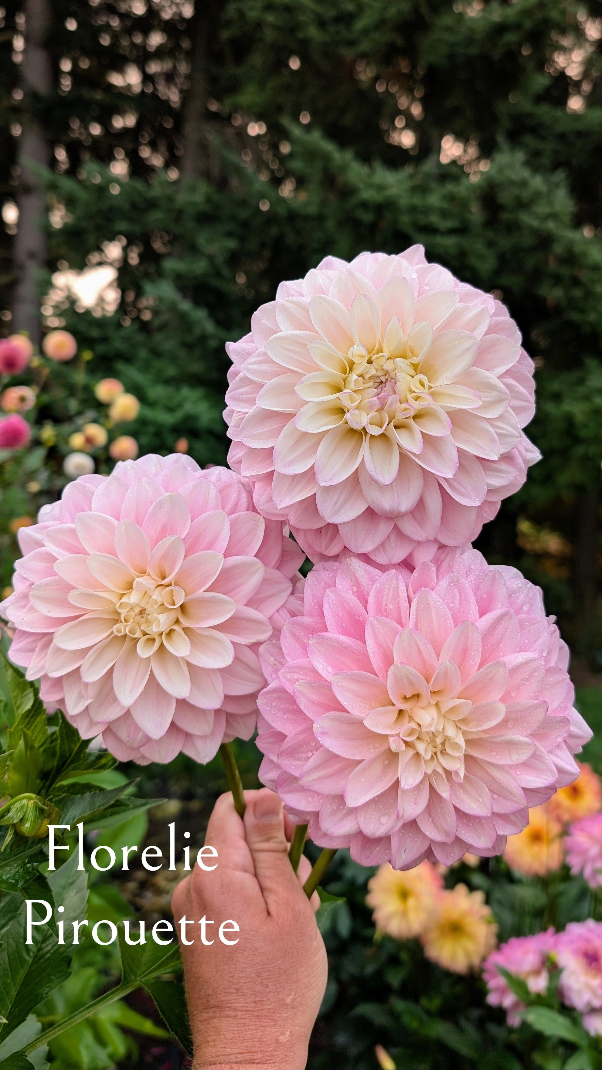 Florelie Pirouette