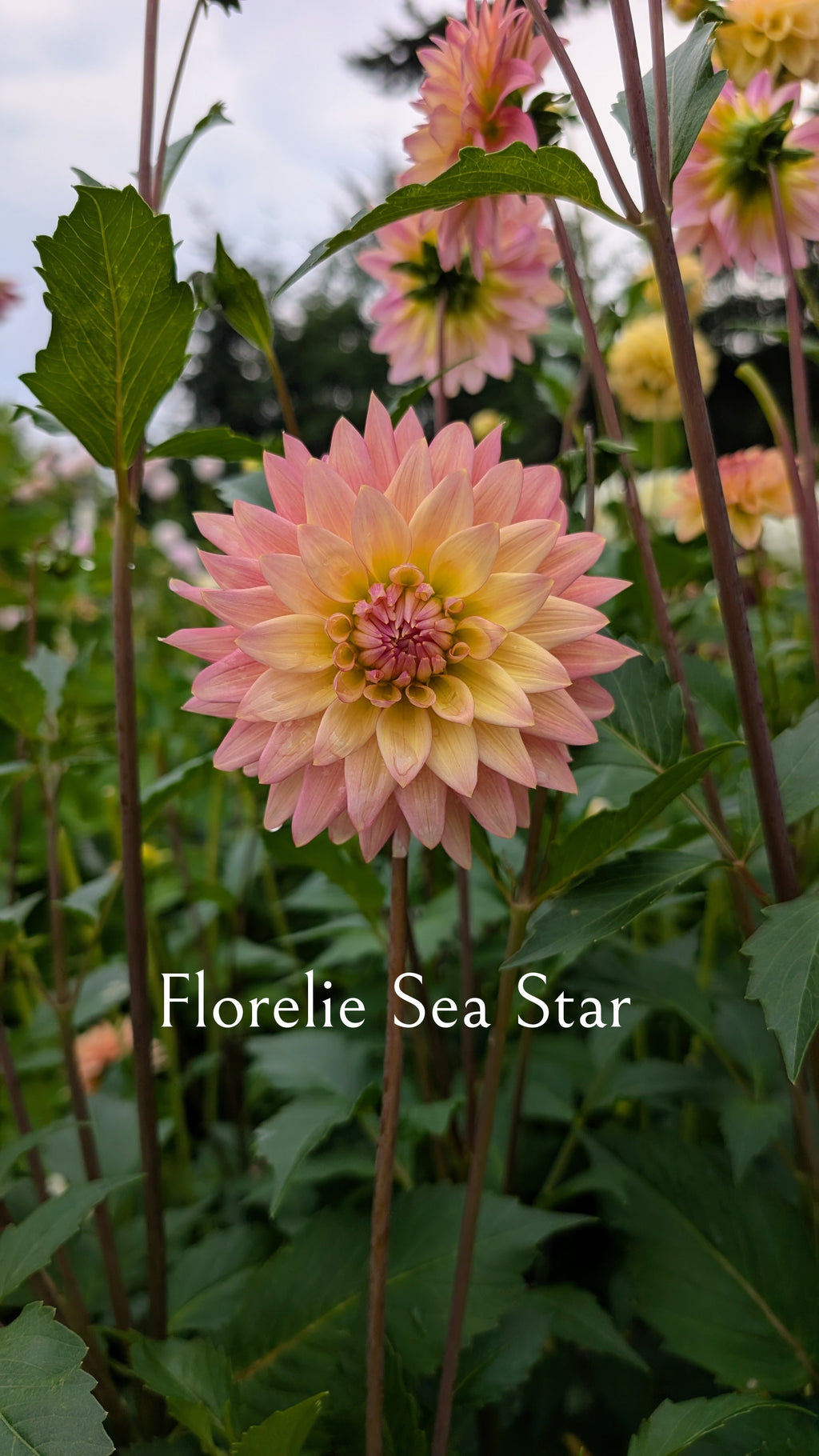 Florelie Sea Star