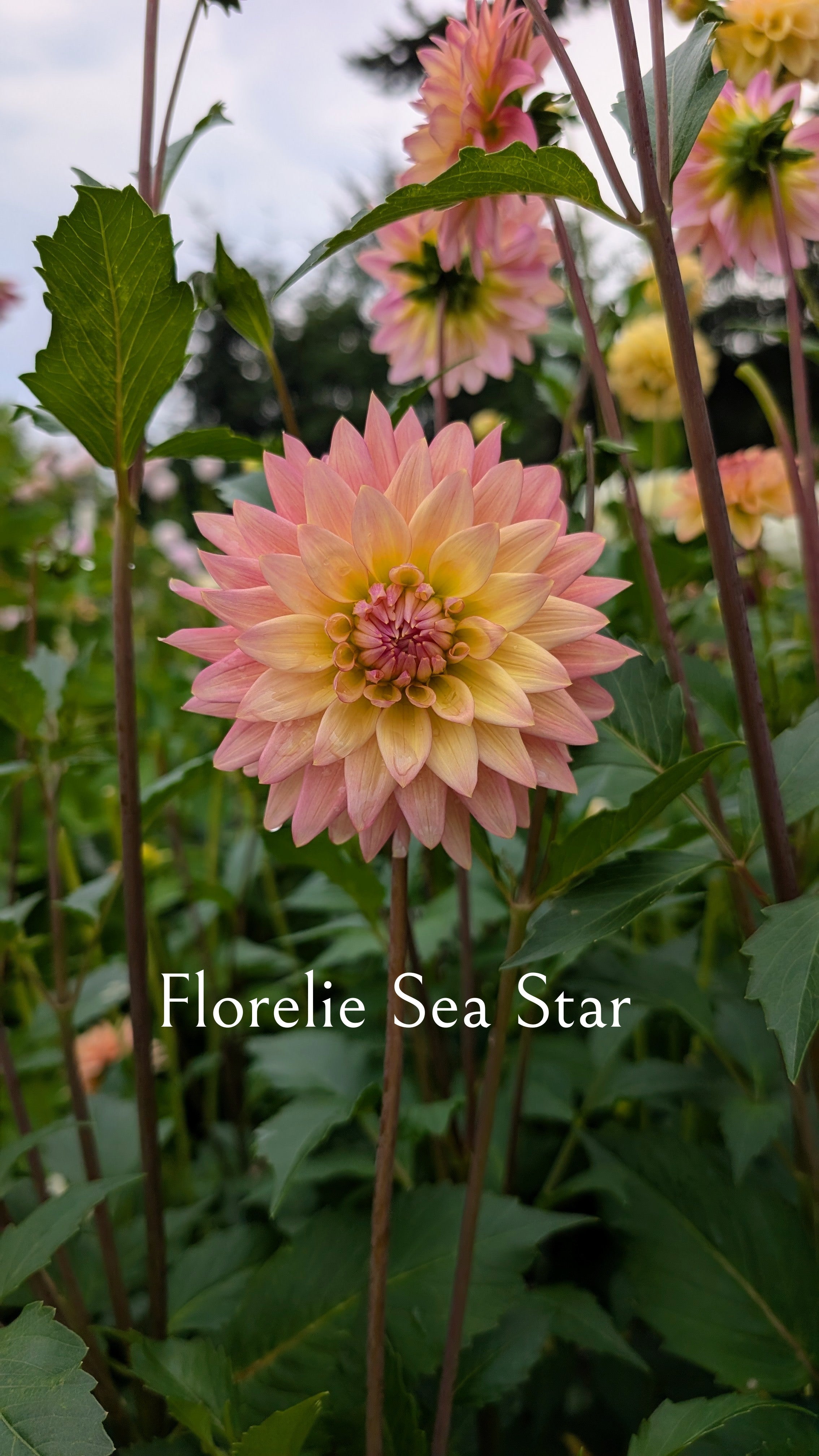 Florelie Sea Star