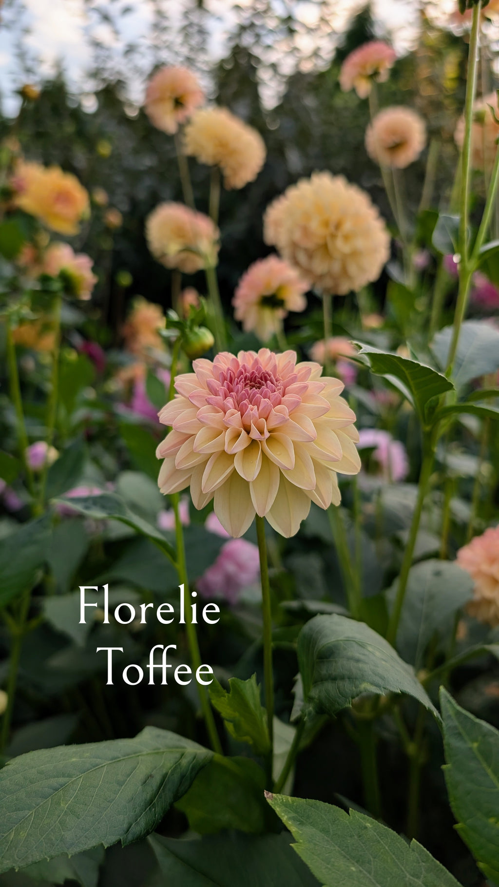 Florelie Toffee