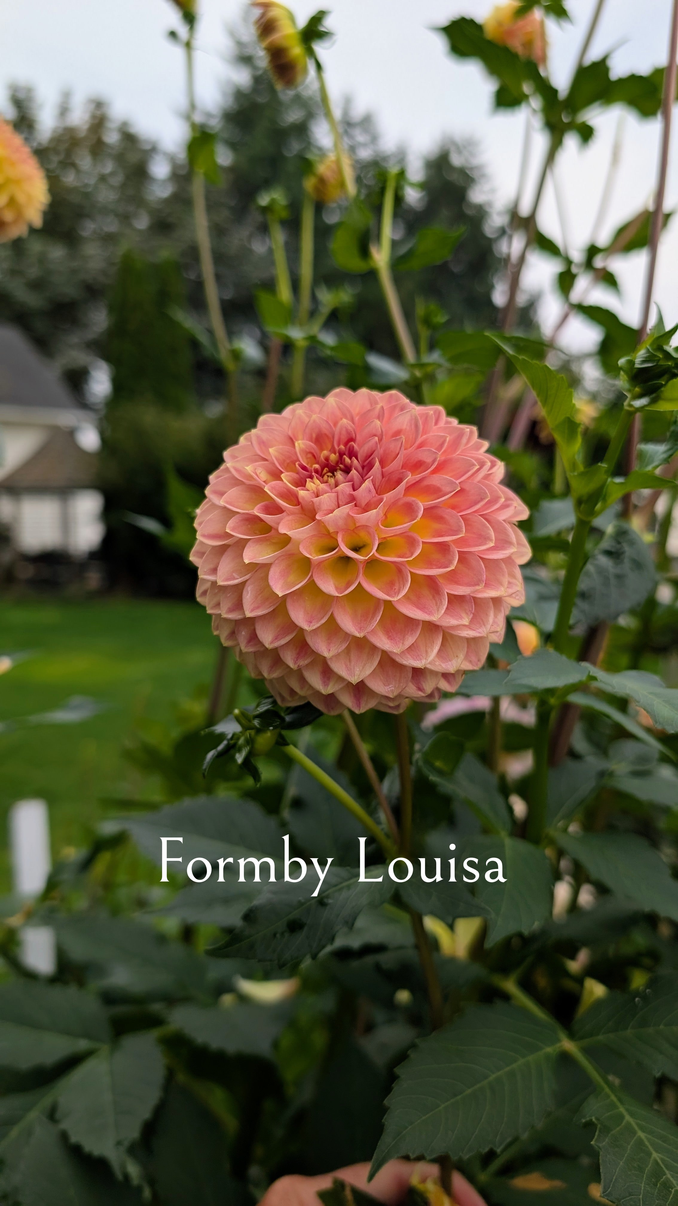 Formby Louisa