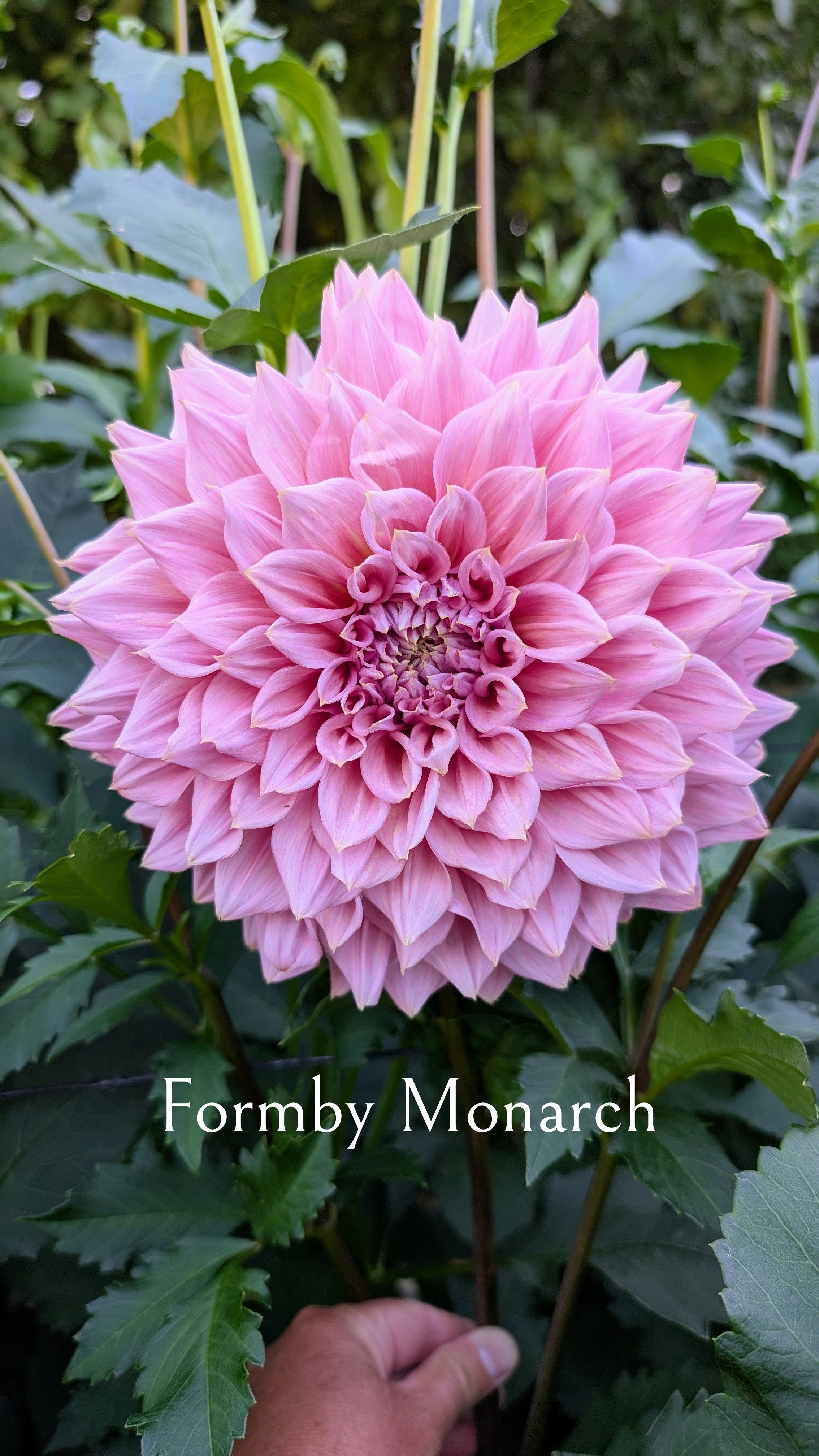 Formby Monarch