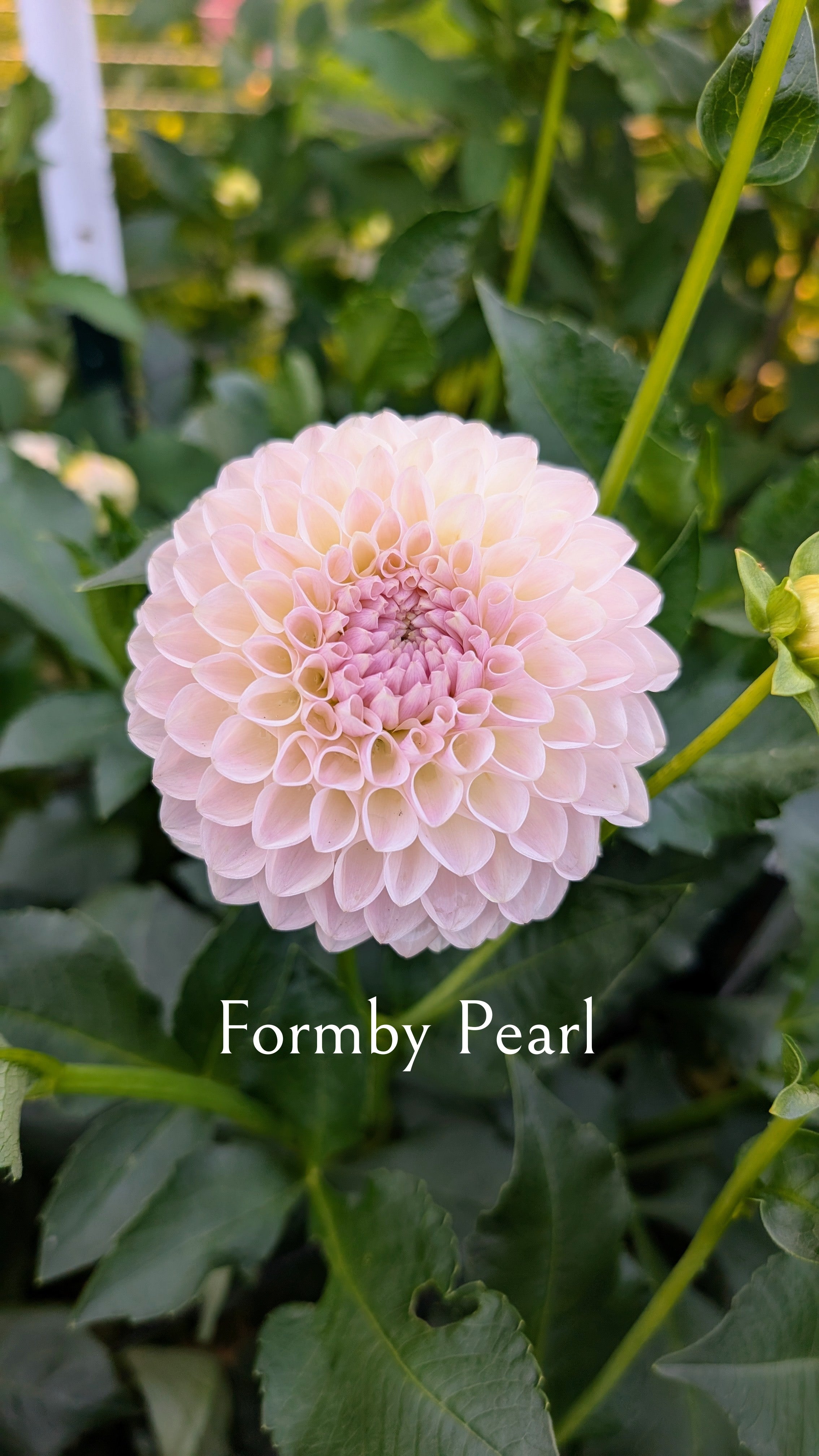 Formby Pearl