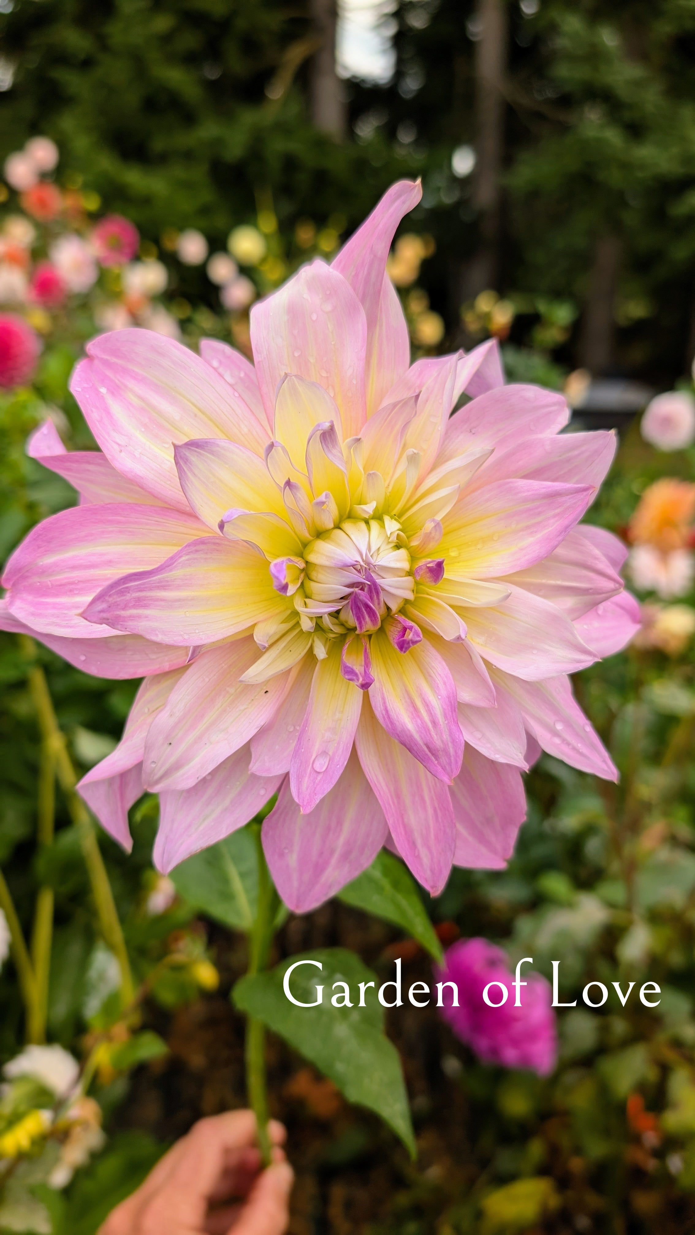 Garden of Love