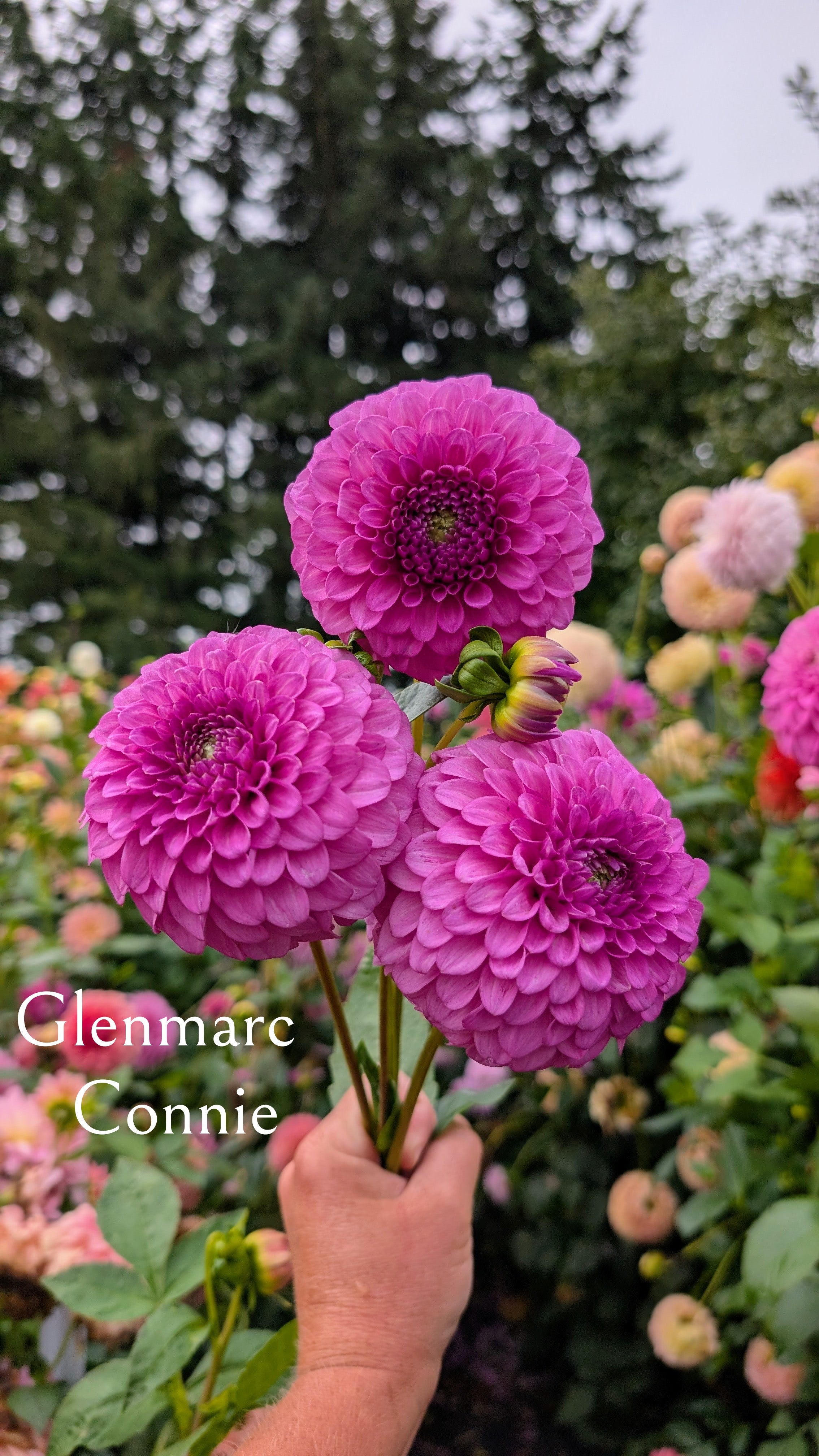 Glenmarc Connie