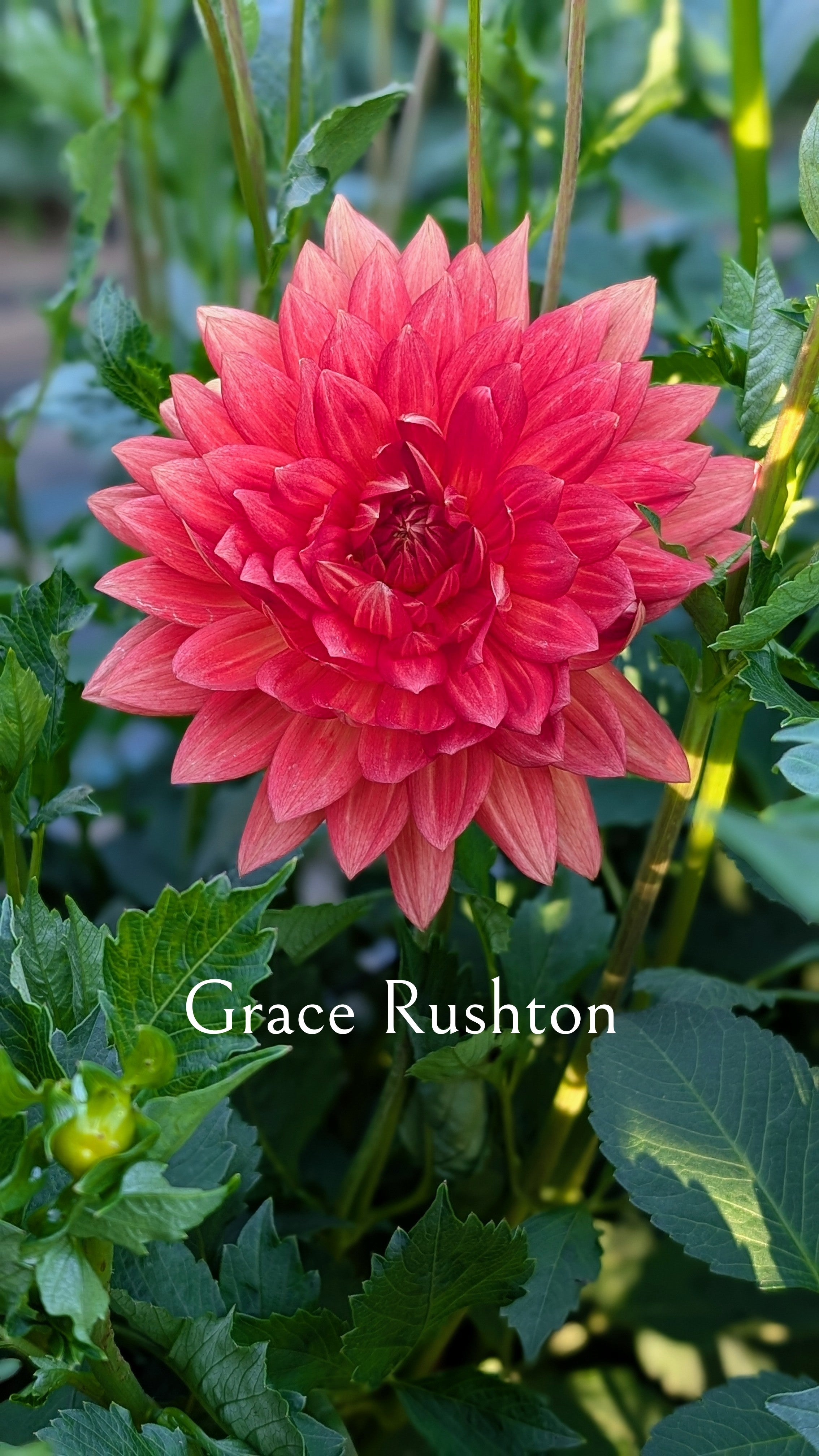 Grace Rushton