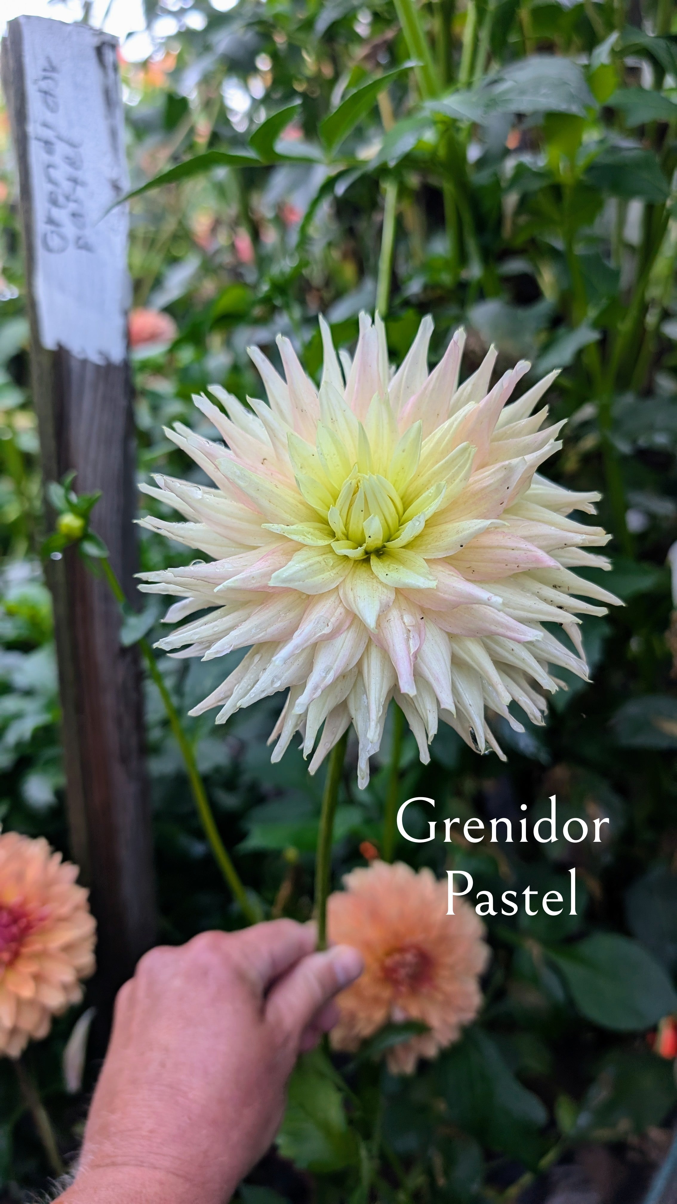 Grenidor Pastelle