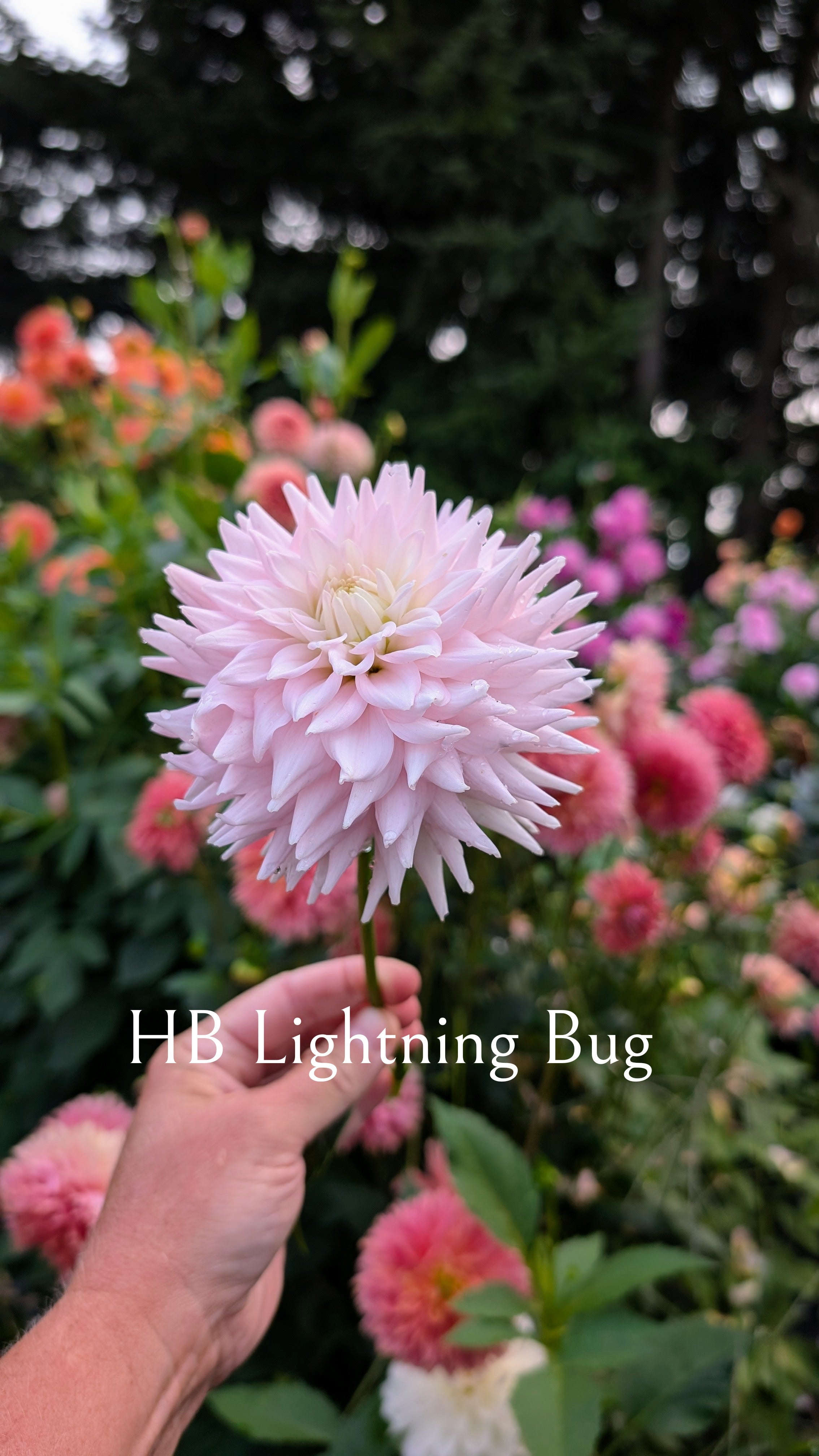 HB Lightning Bug