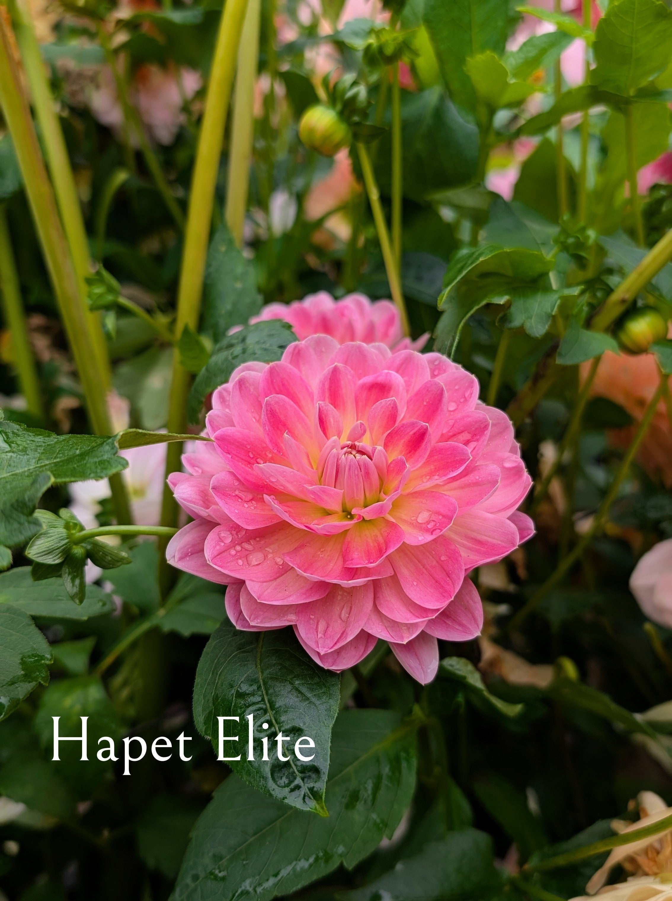 Hapet Elite
