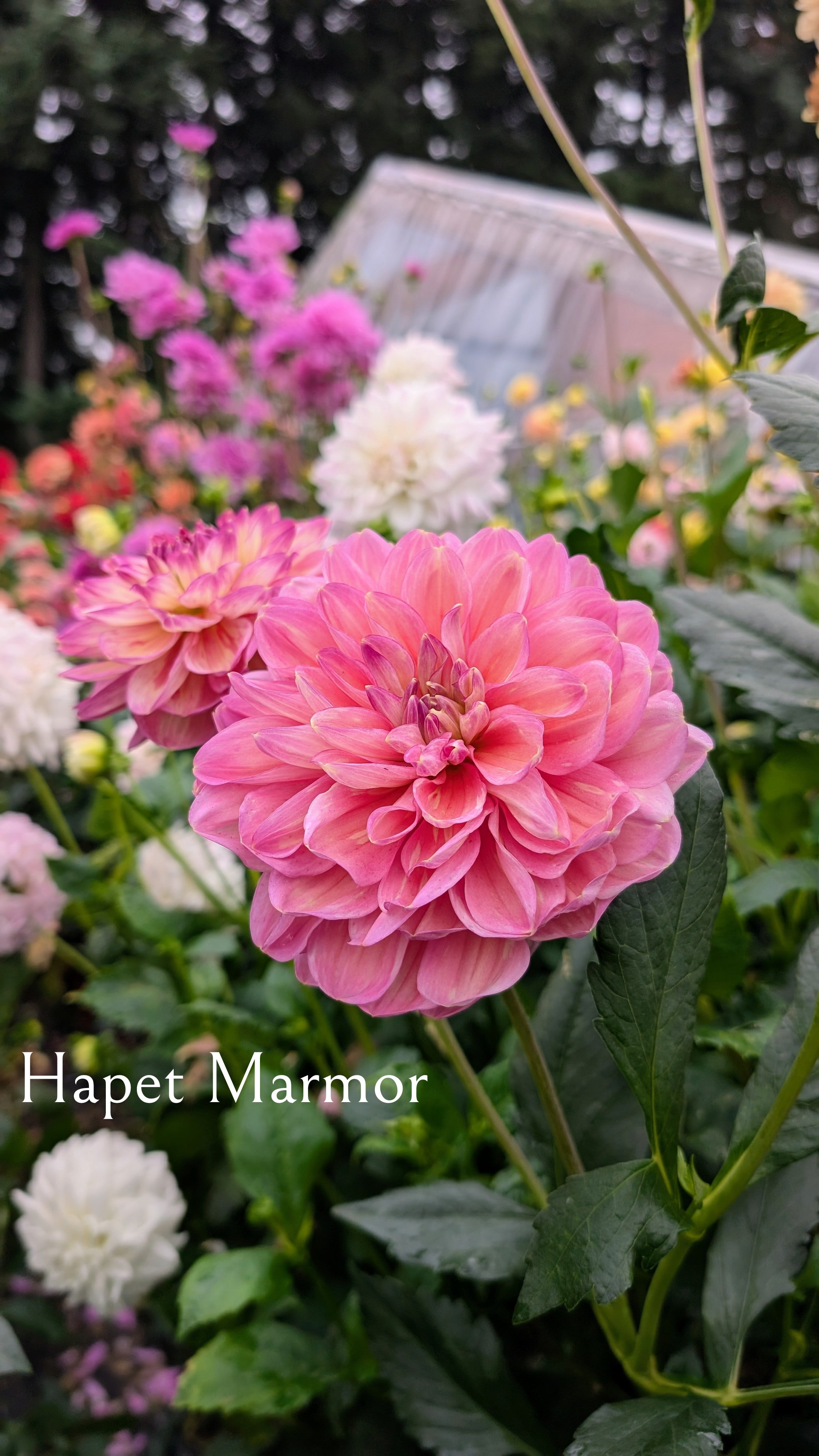Hapet Marmor