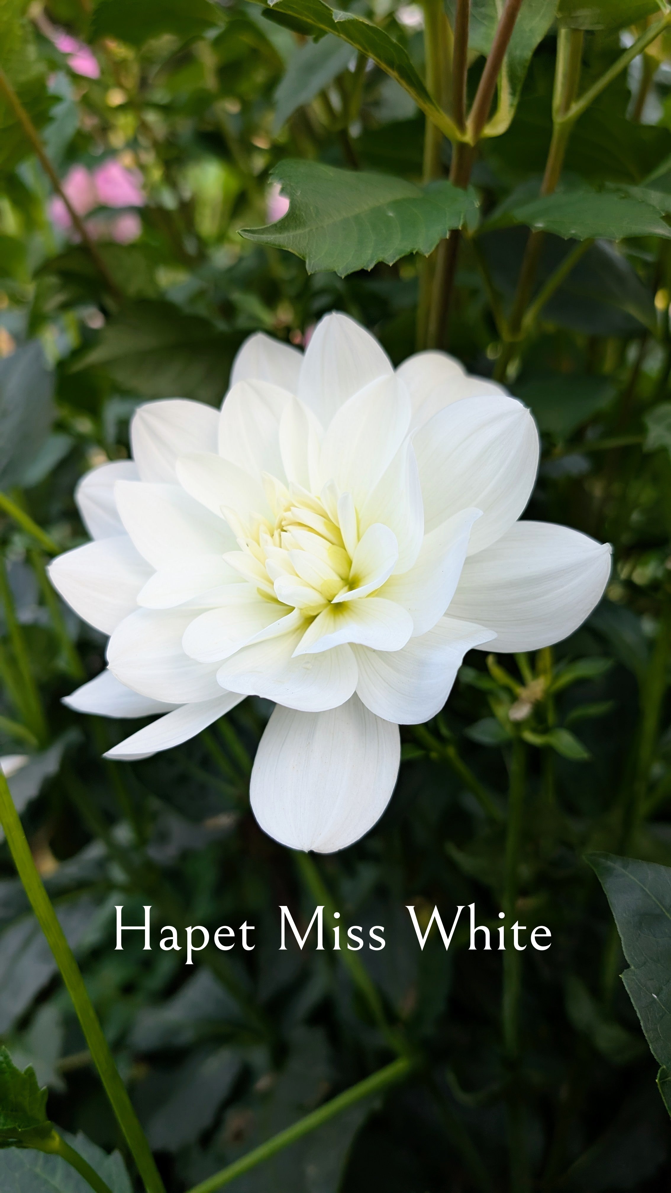 Hapet Miss White