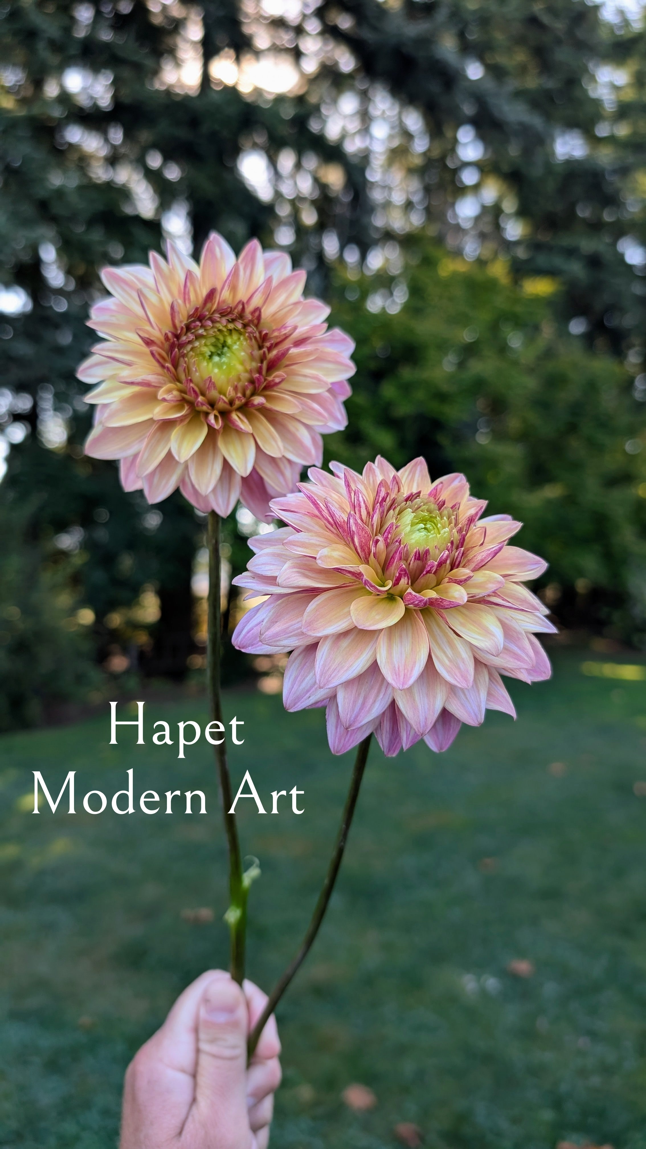 Hapet Modern Art