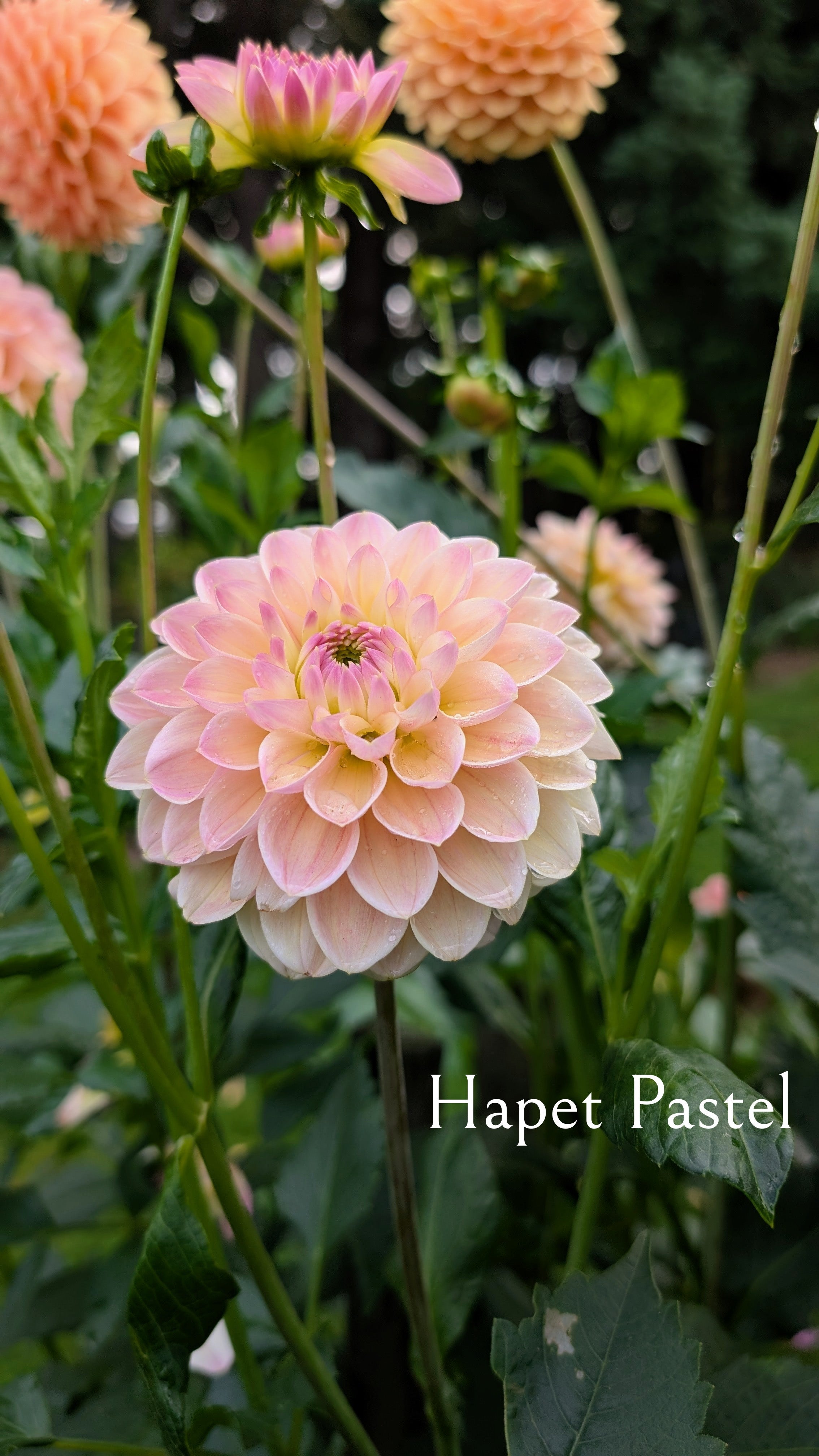 Hapet Pastel