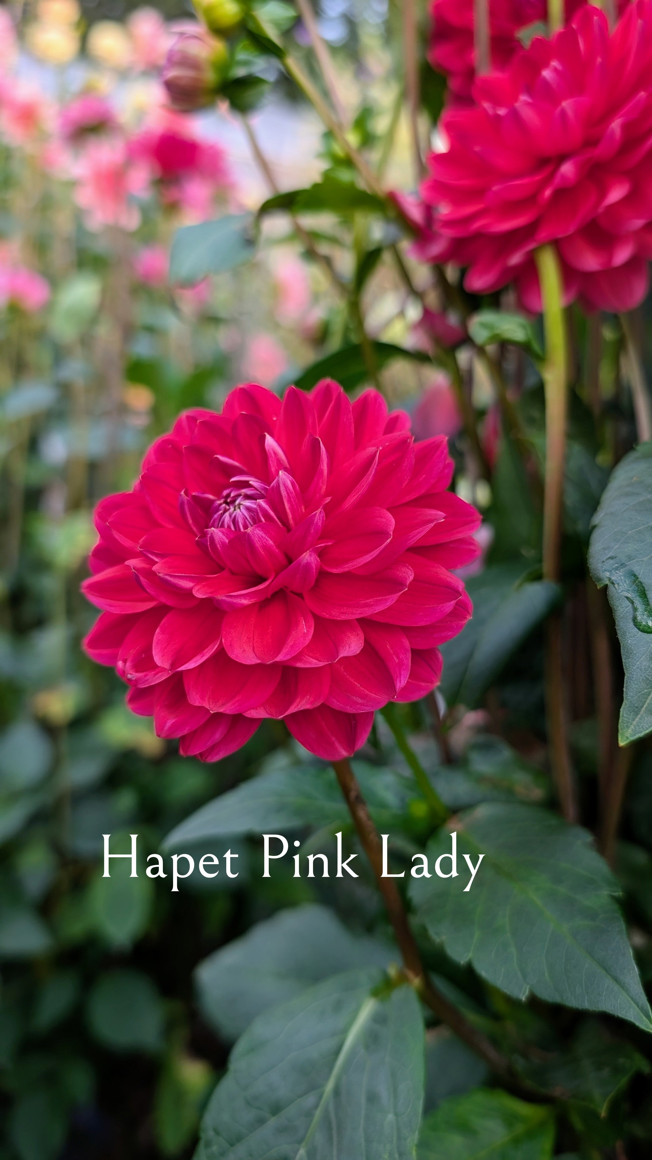 Hapet Pink Lady