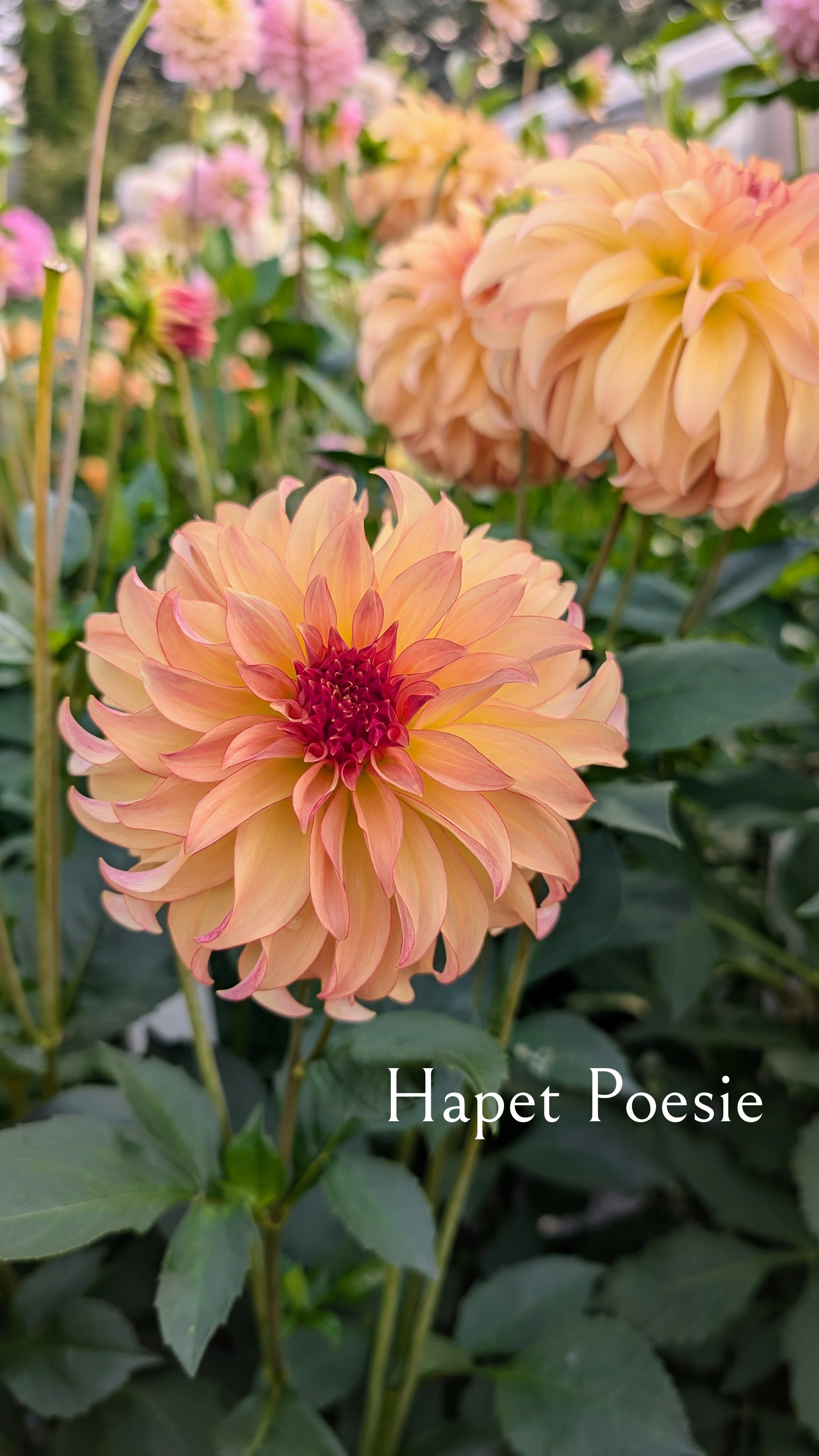 Hapet Poesie