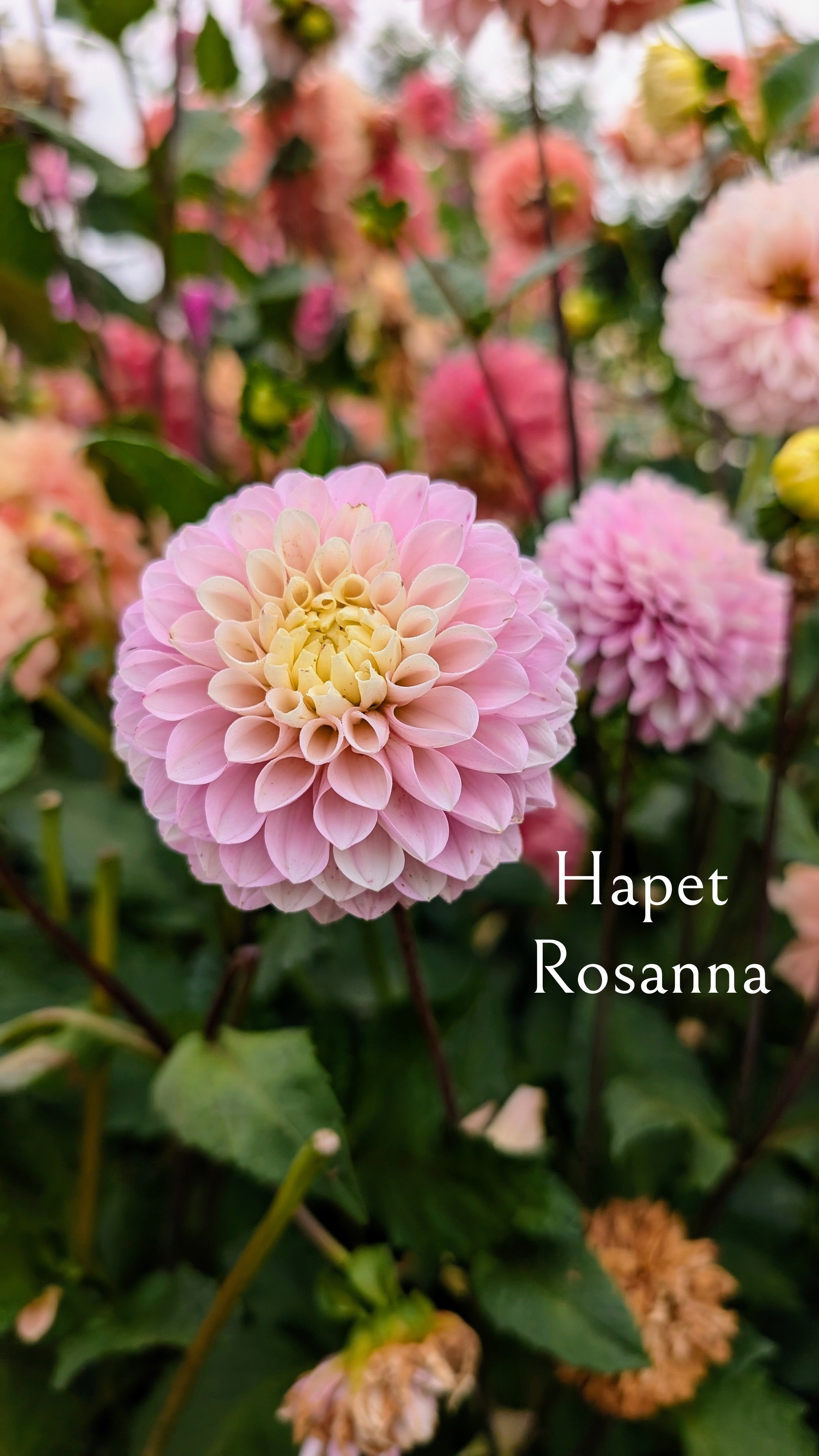 Hapet Rosanna