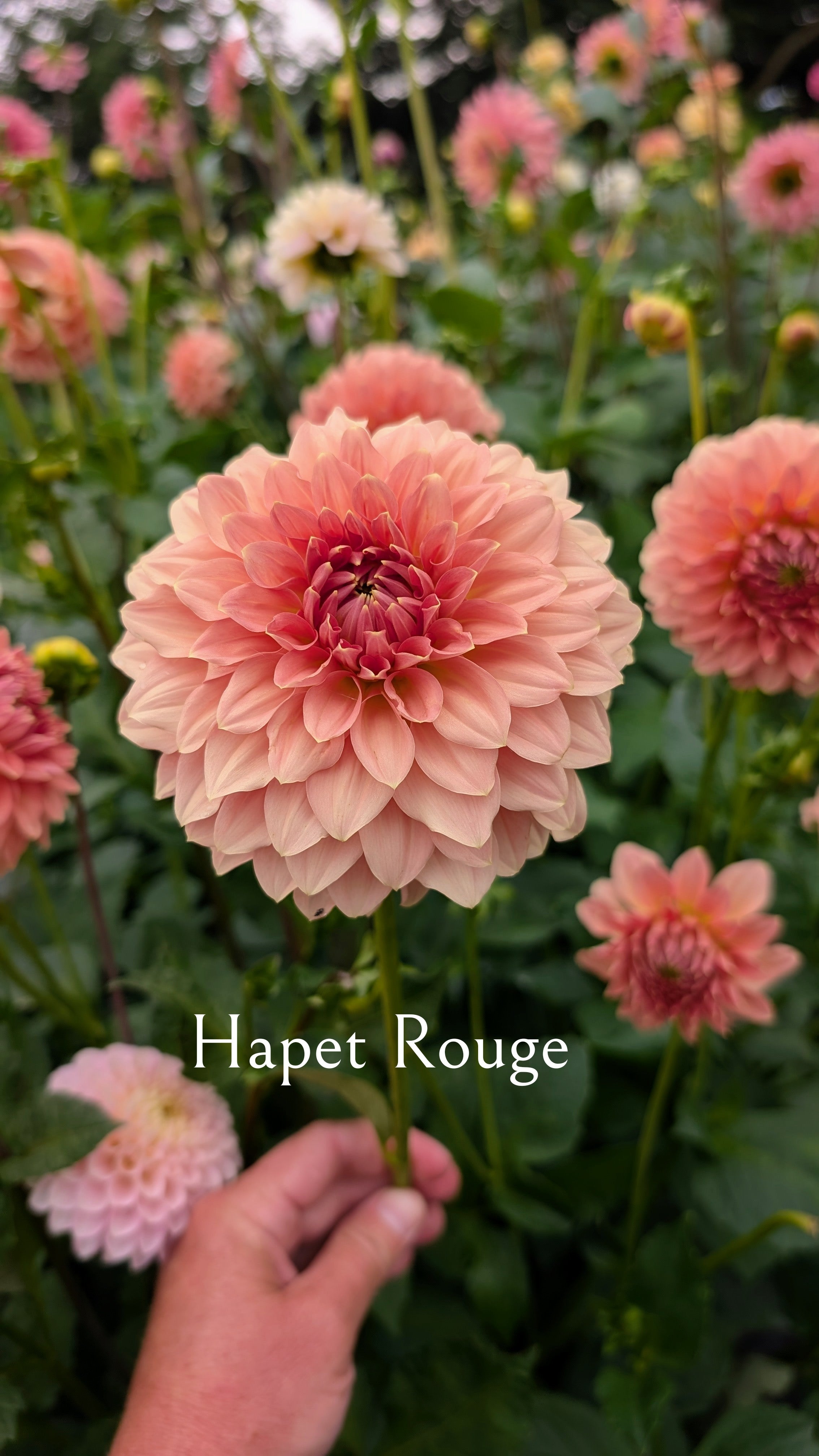 Hapet Rouge
