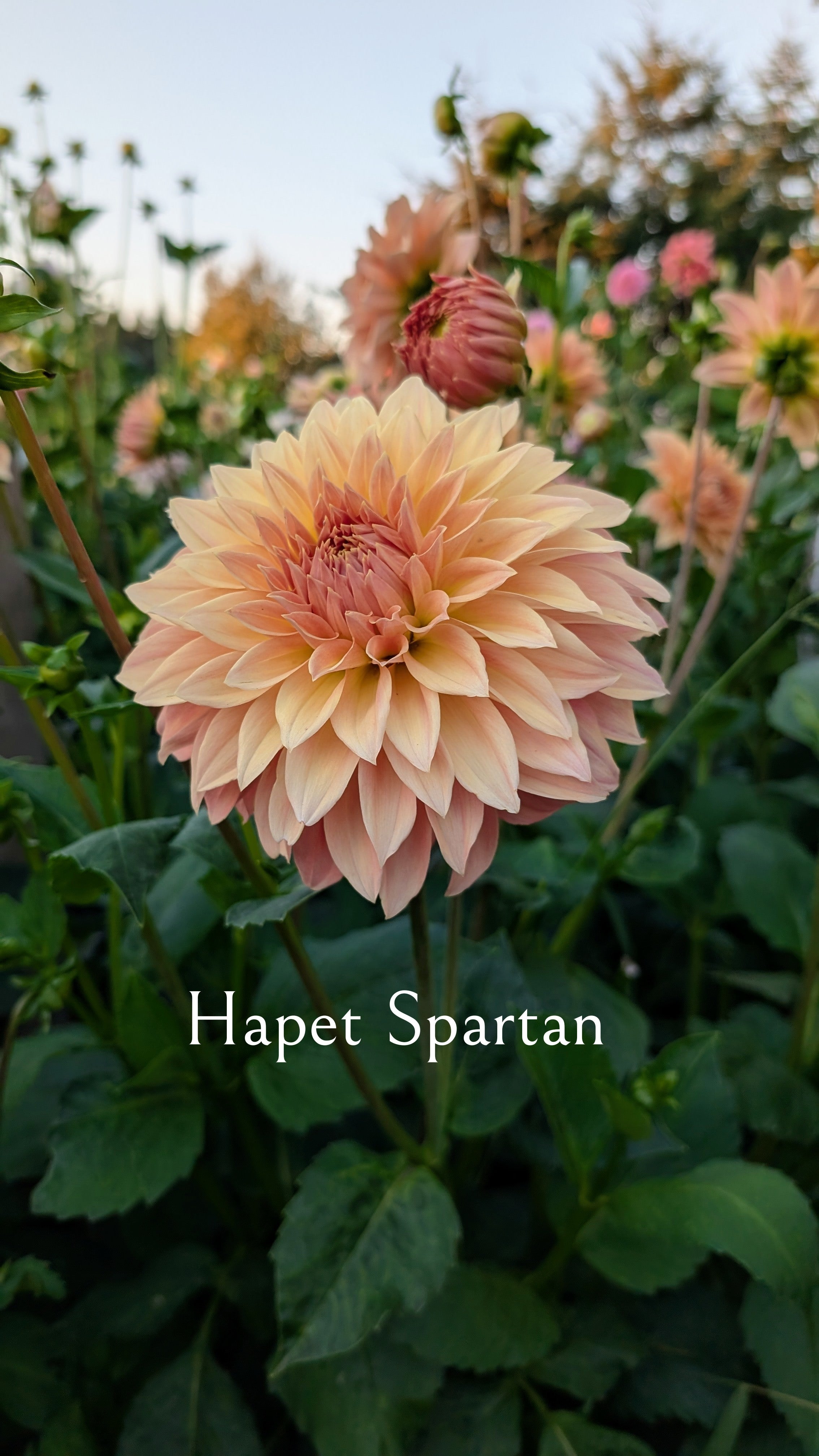 Hapet Spartan
