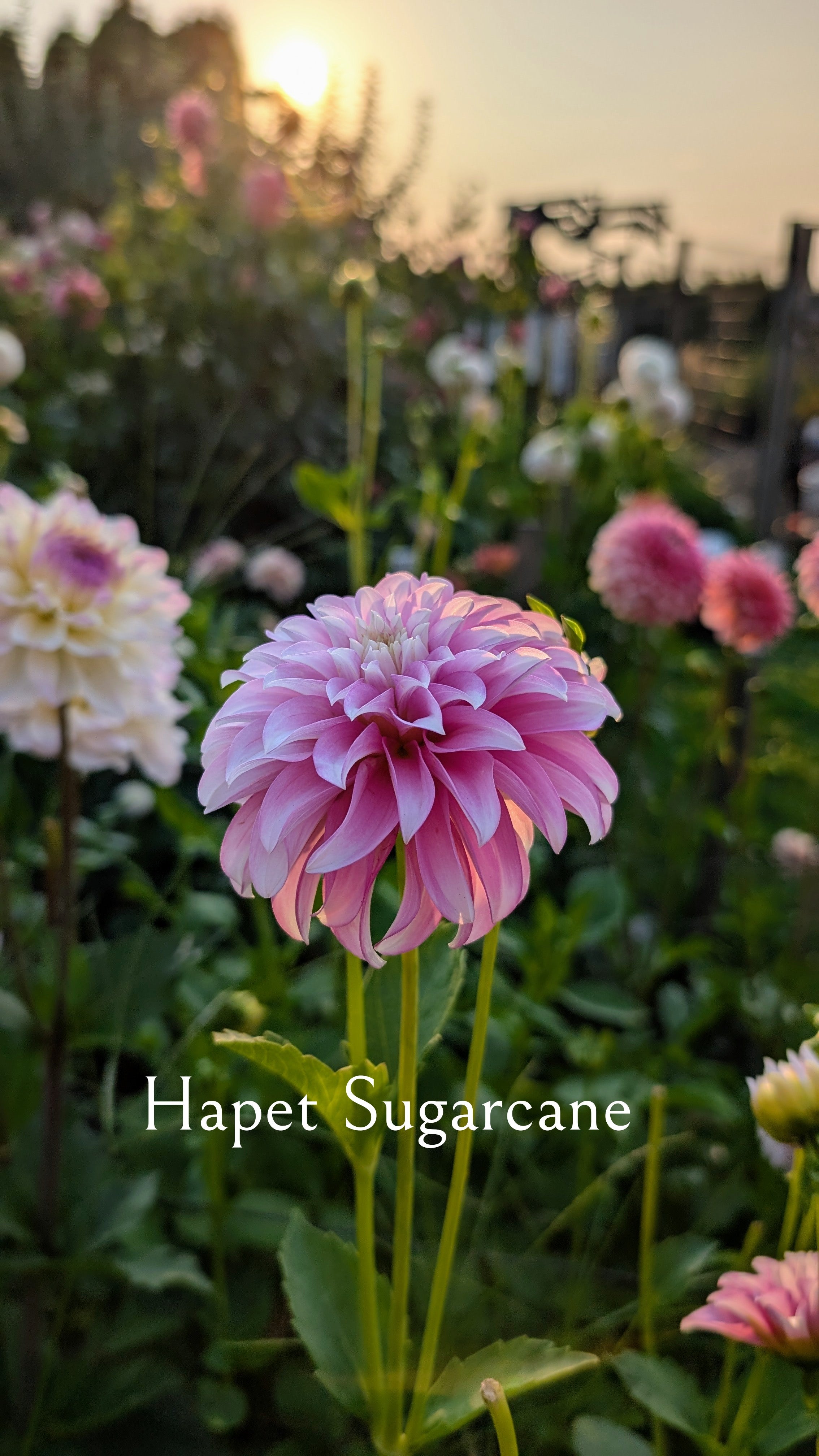 Hapet Sugarcane
