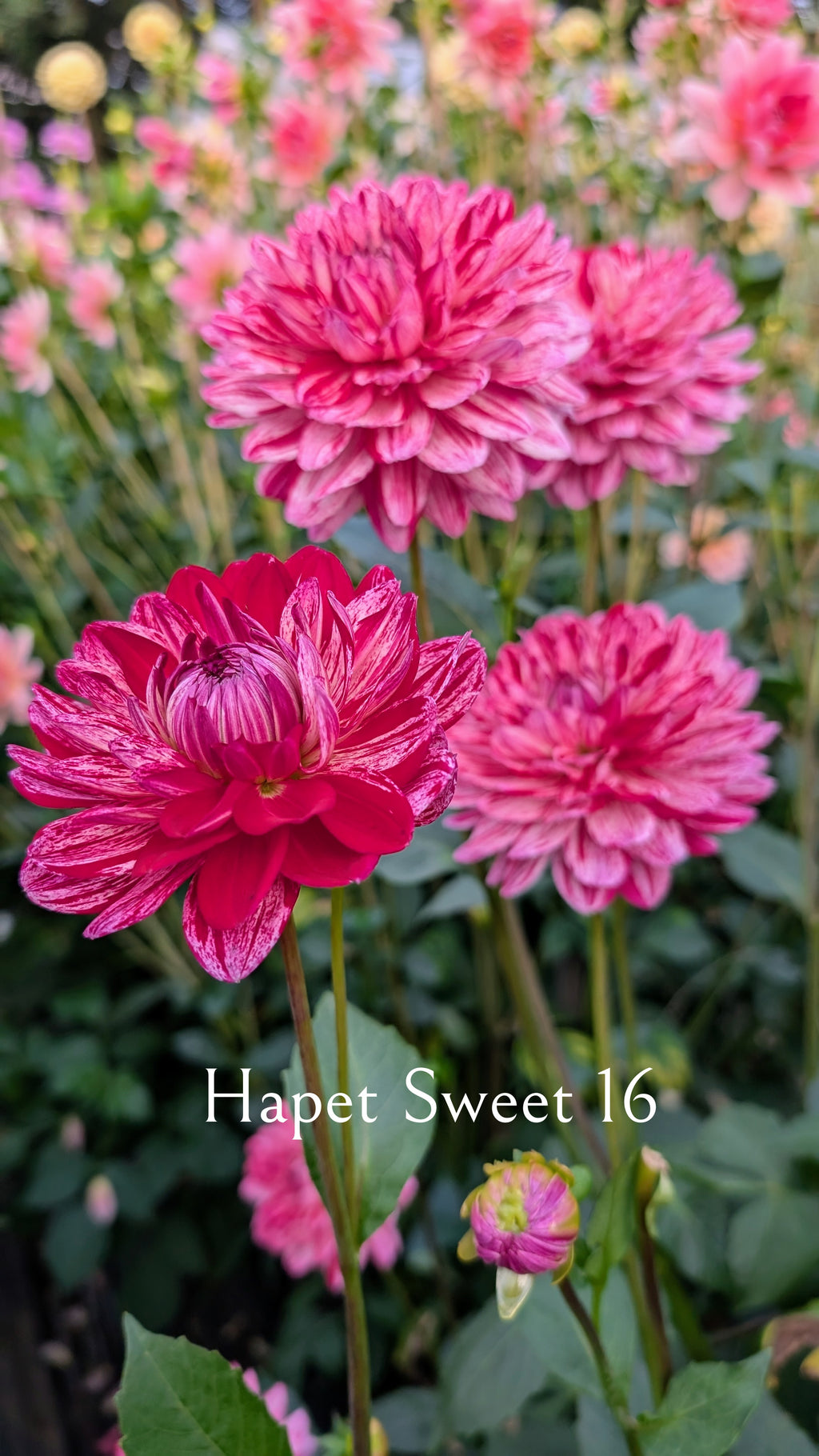 Hapet Sweet 16