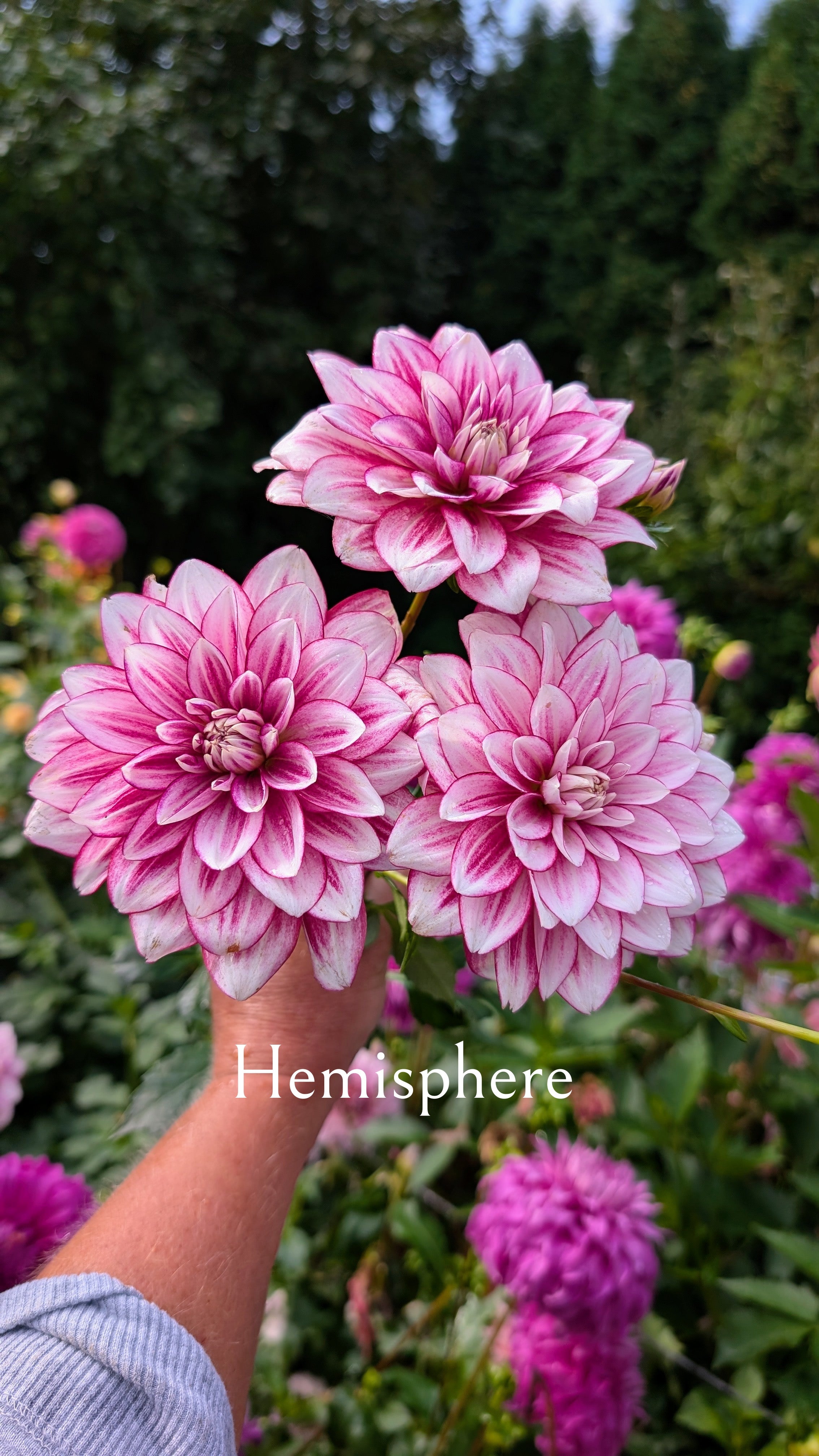 Hemisphere