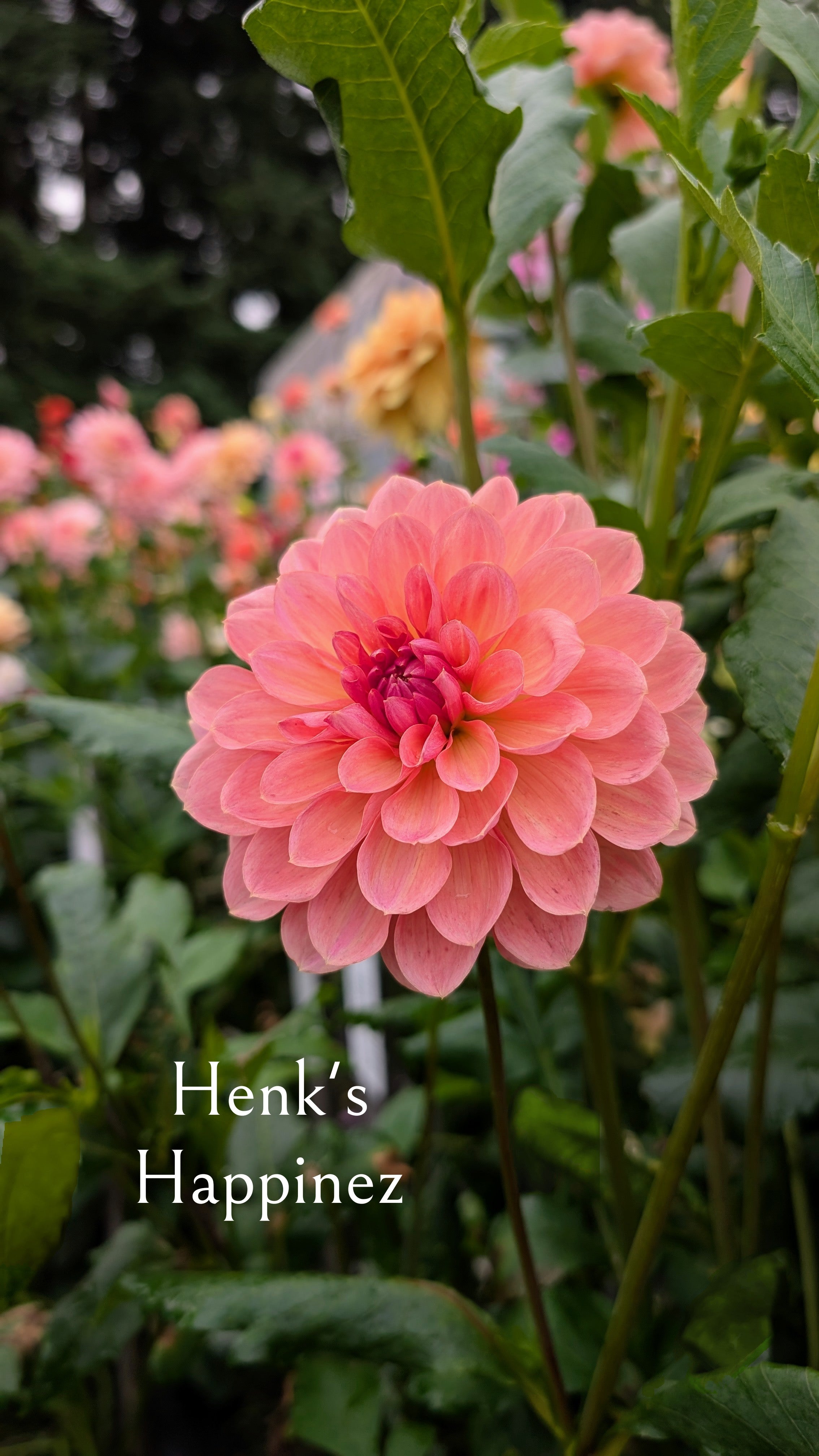 Henk's Happinez