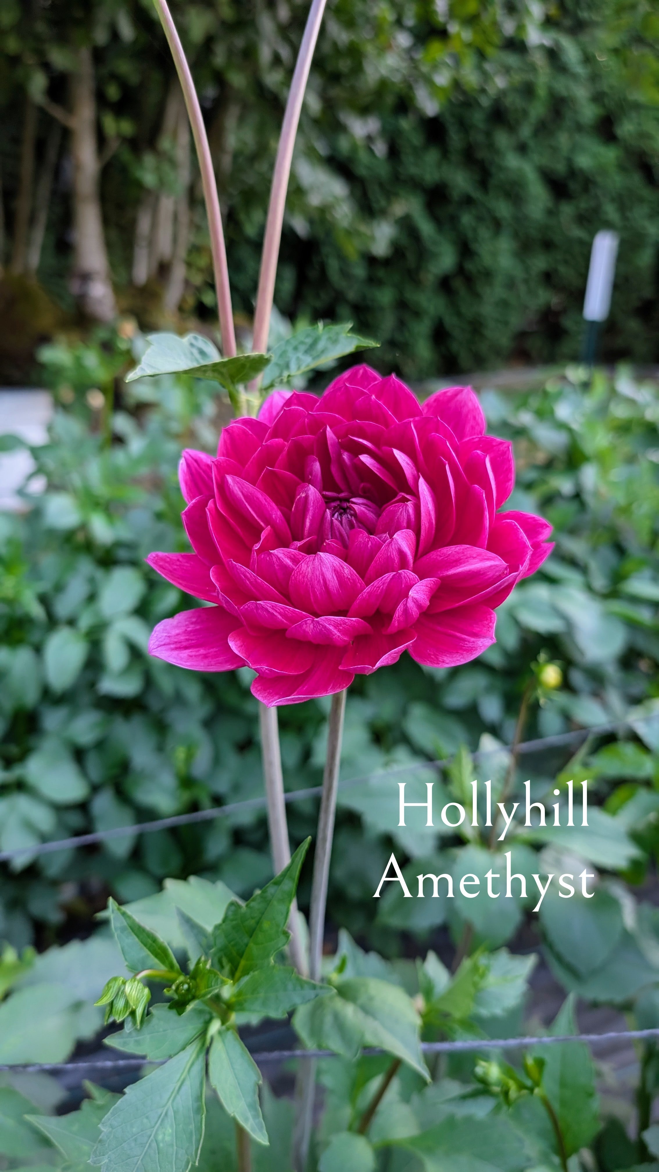 Hollyhill Amethyst
