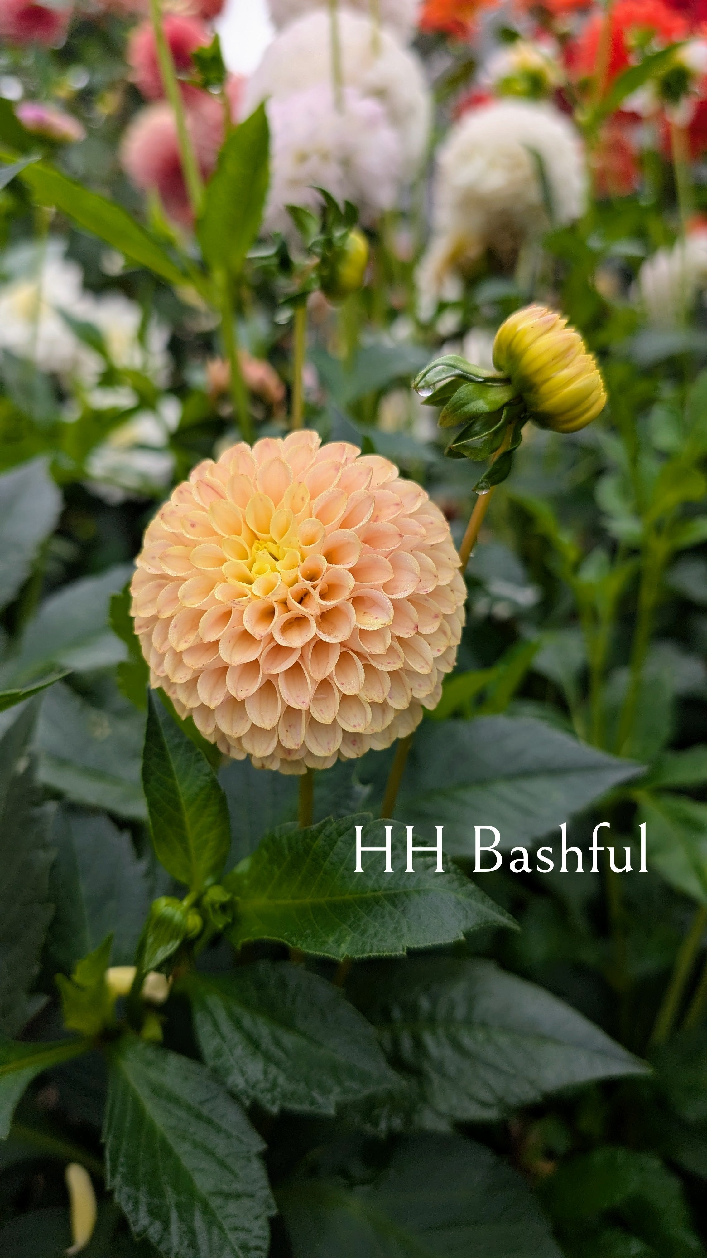 Hollyhill Bashful