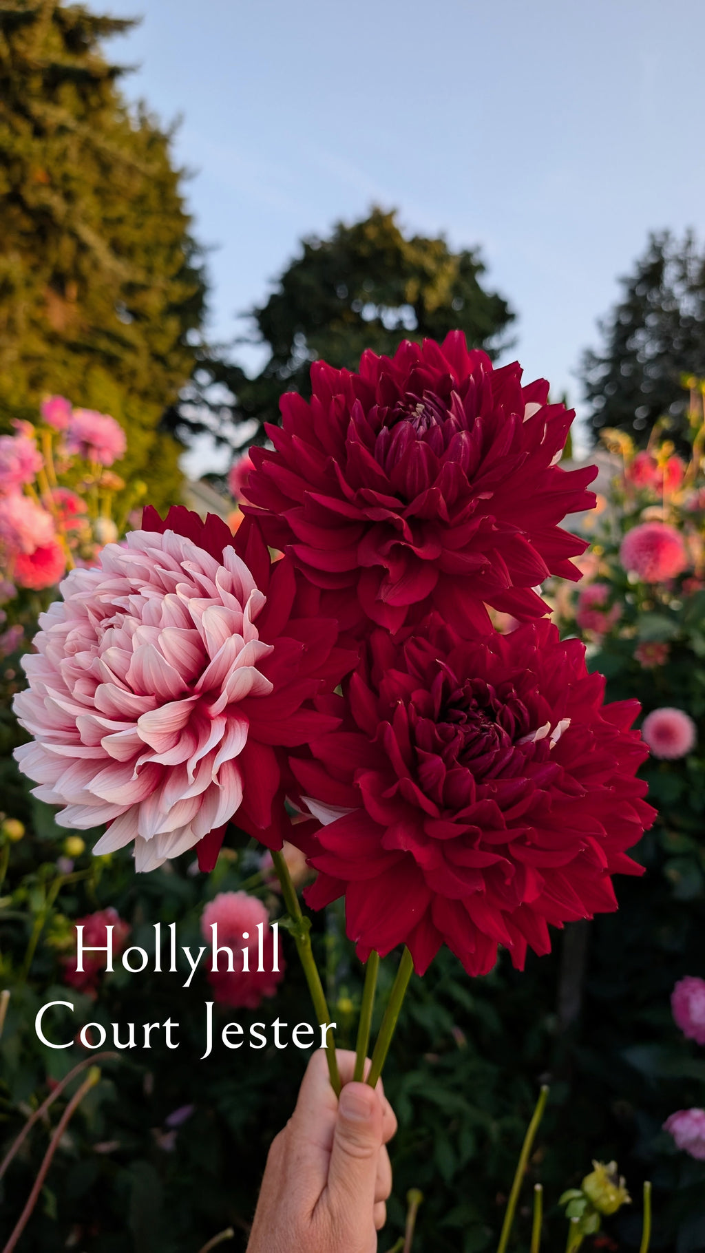 Hollyhill Court Jester